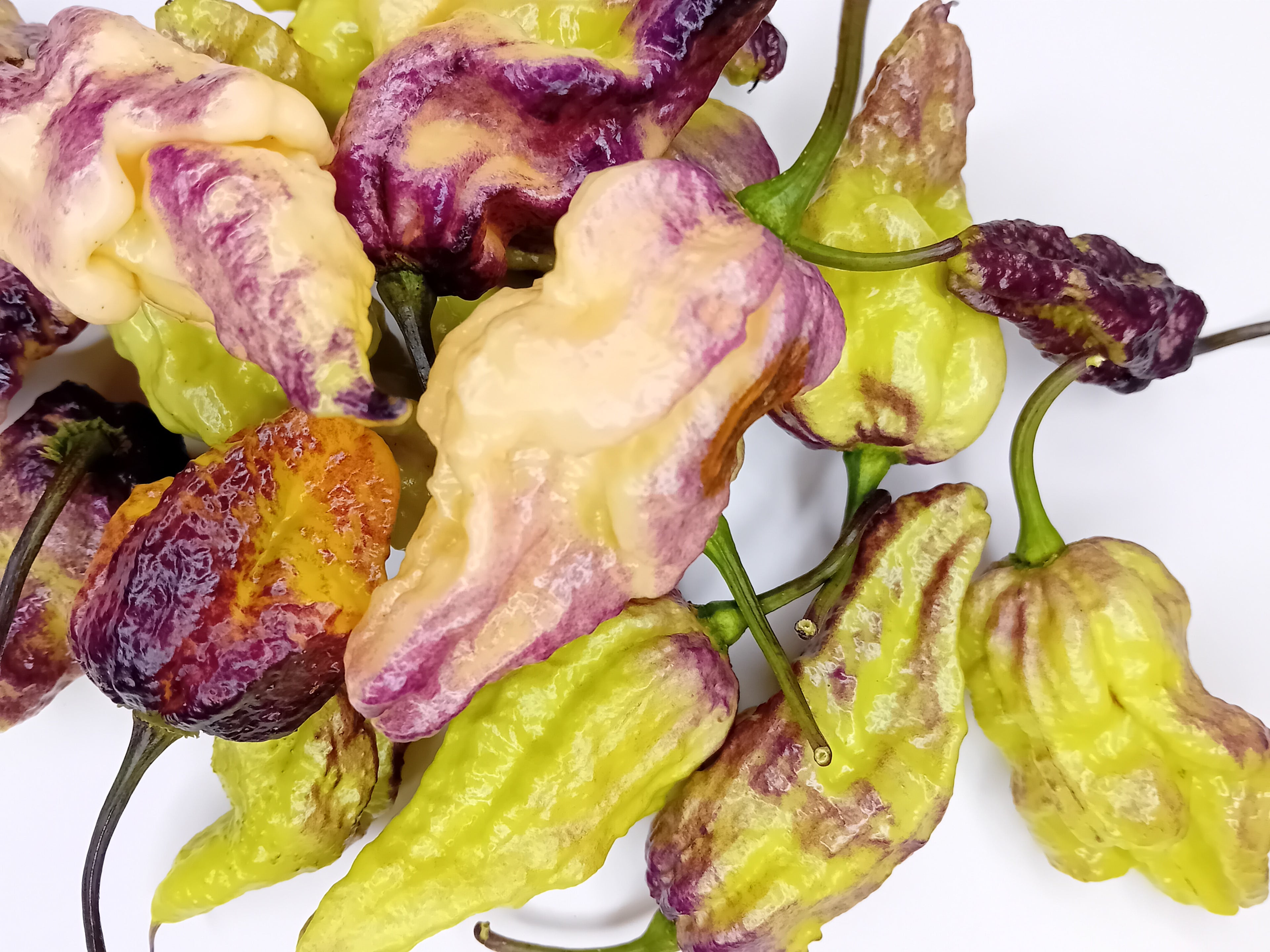 Seminţe Ardei - Purple Phantom