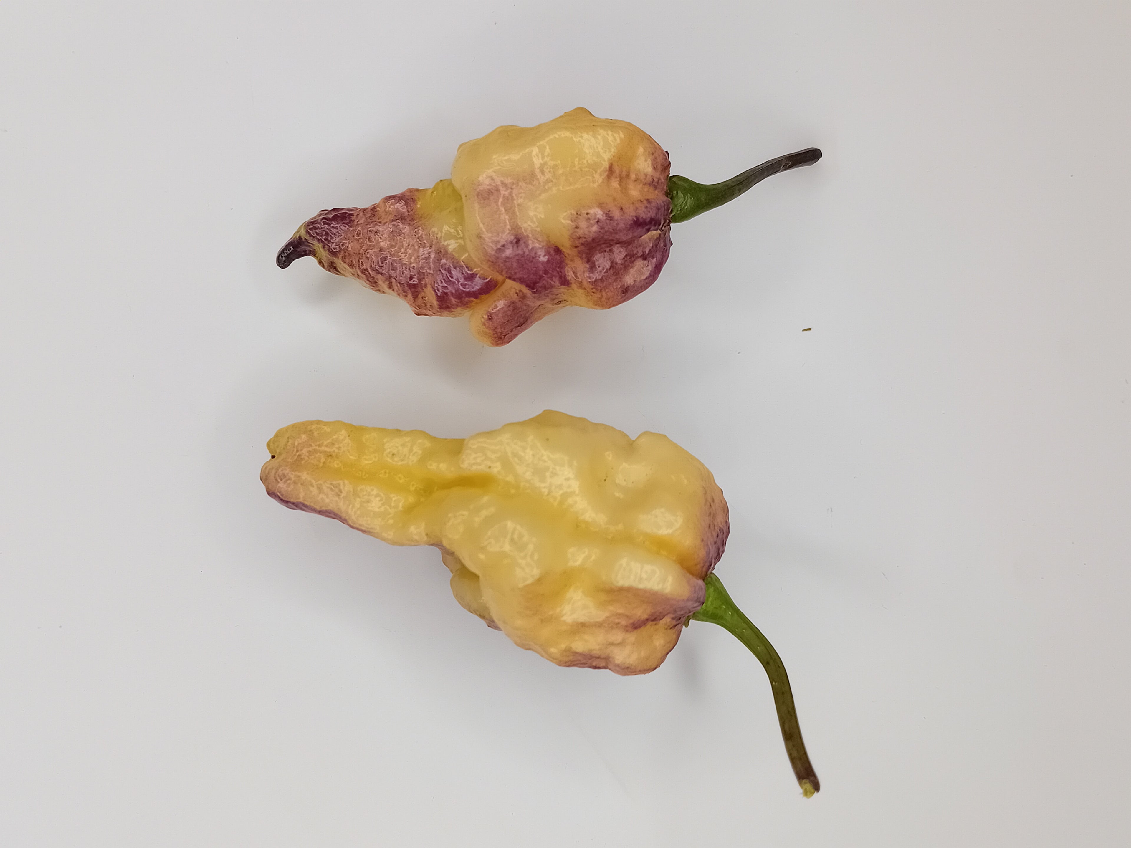 Seminţe Ardei - Purple Phantom