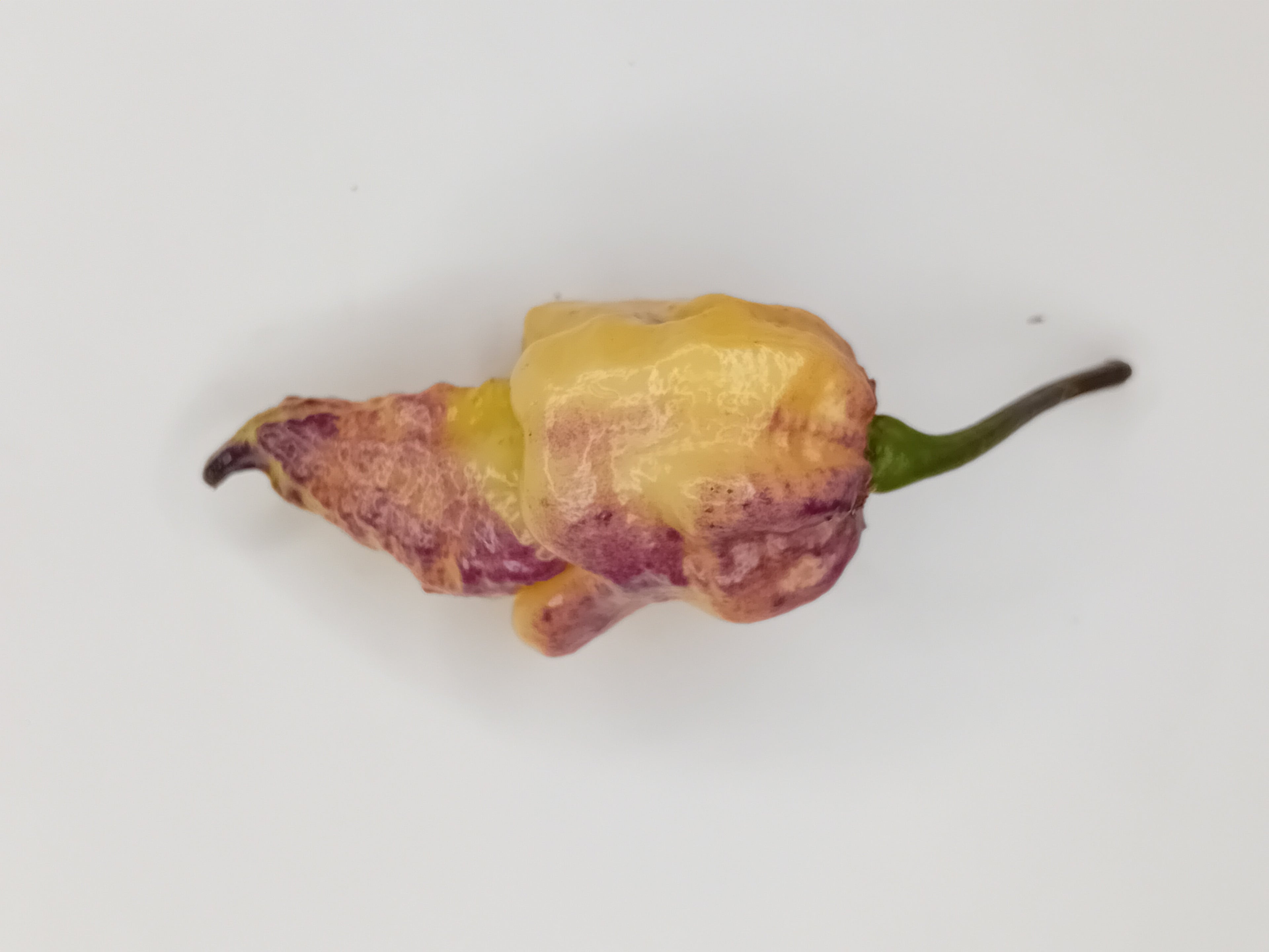 Seminţe Ardei - Purple Phantom