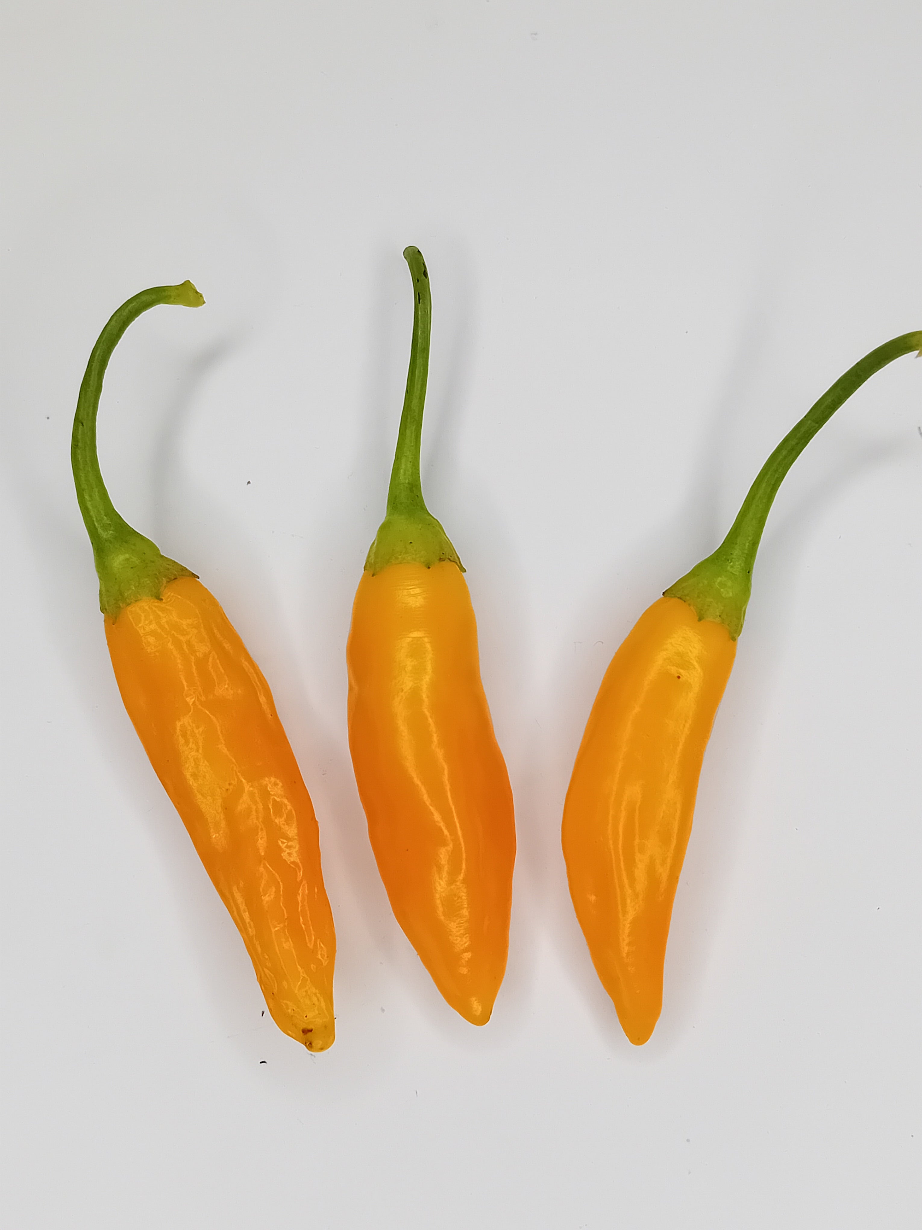 Răsad Ardei - Aji Mango