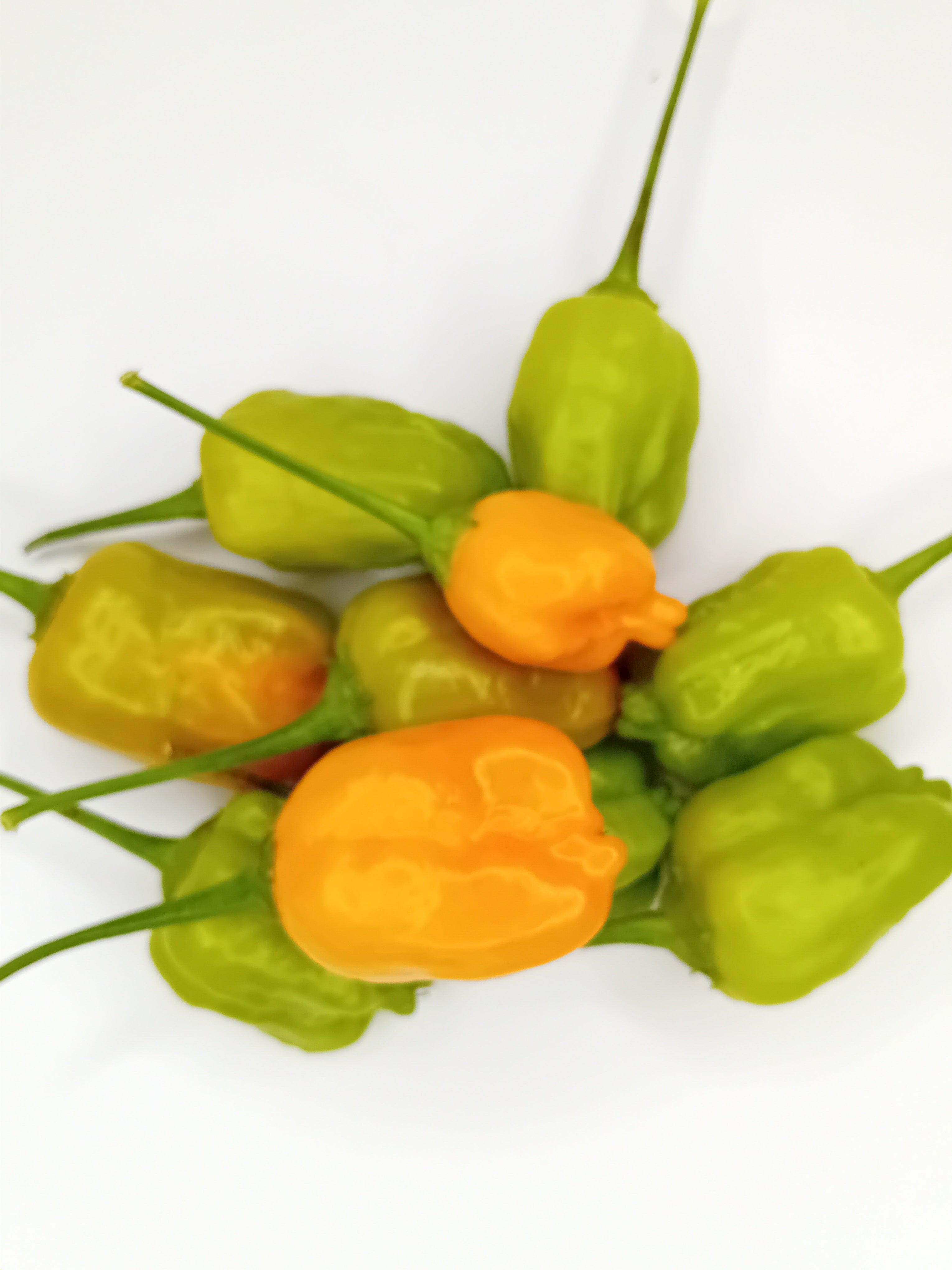 Răsad Ardei - Aji Mango Drop