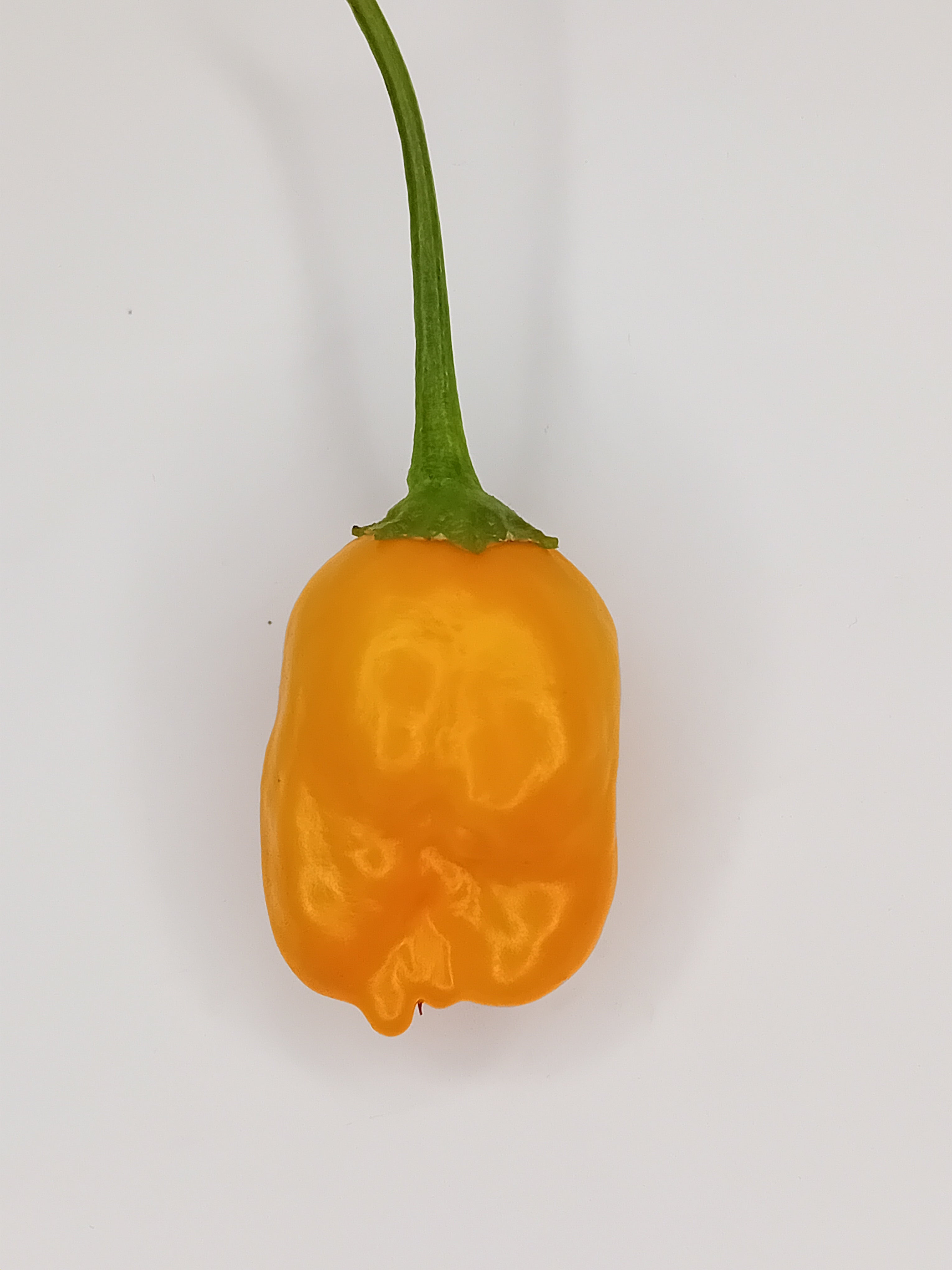 Răsad Ardei - Aji Mango Drop