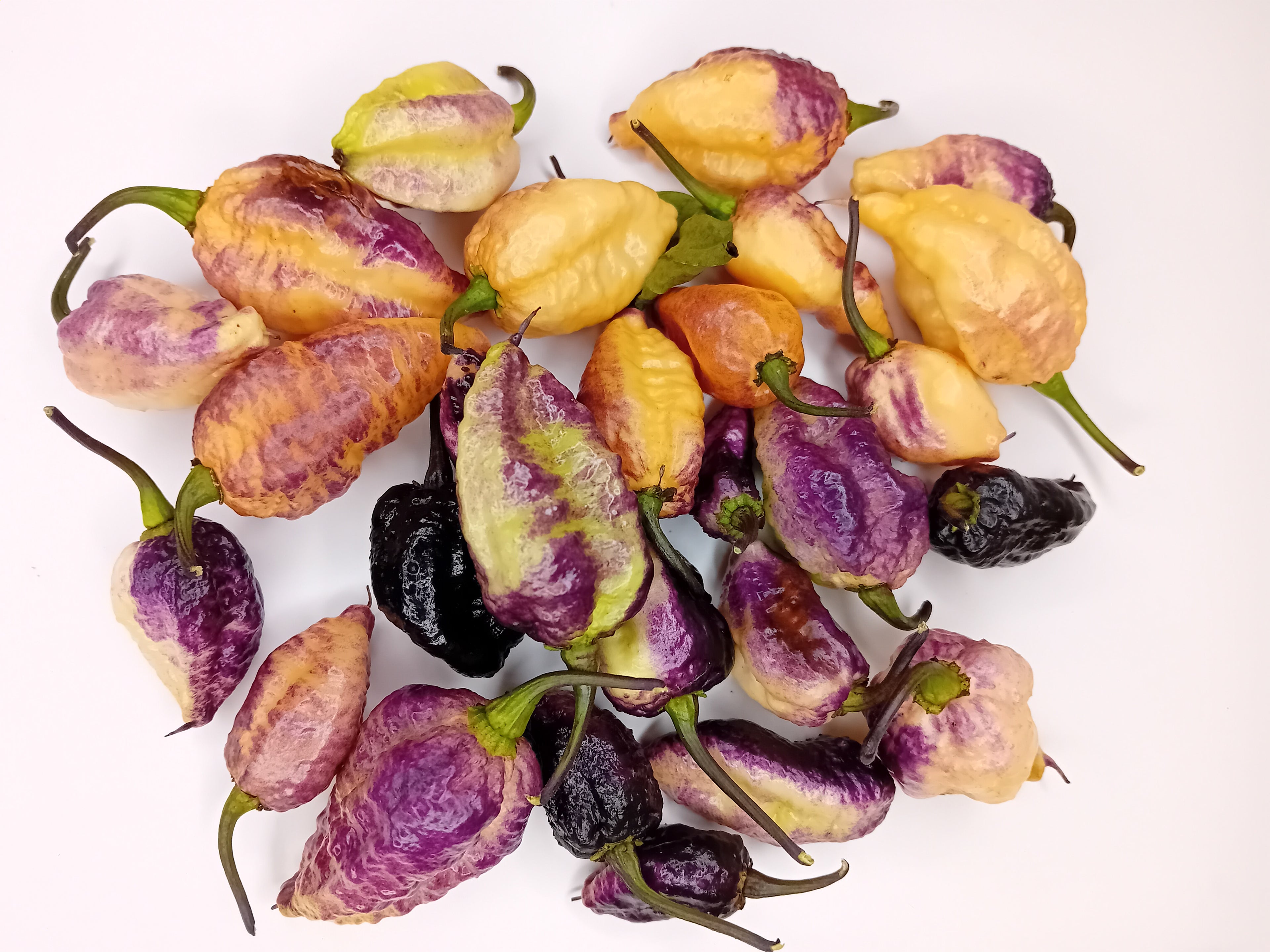 Seminţe Ardei - Pockmark Cream