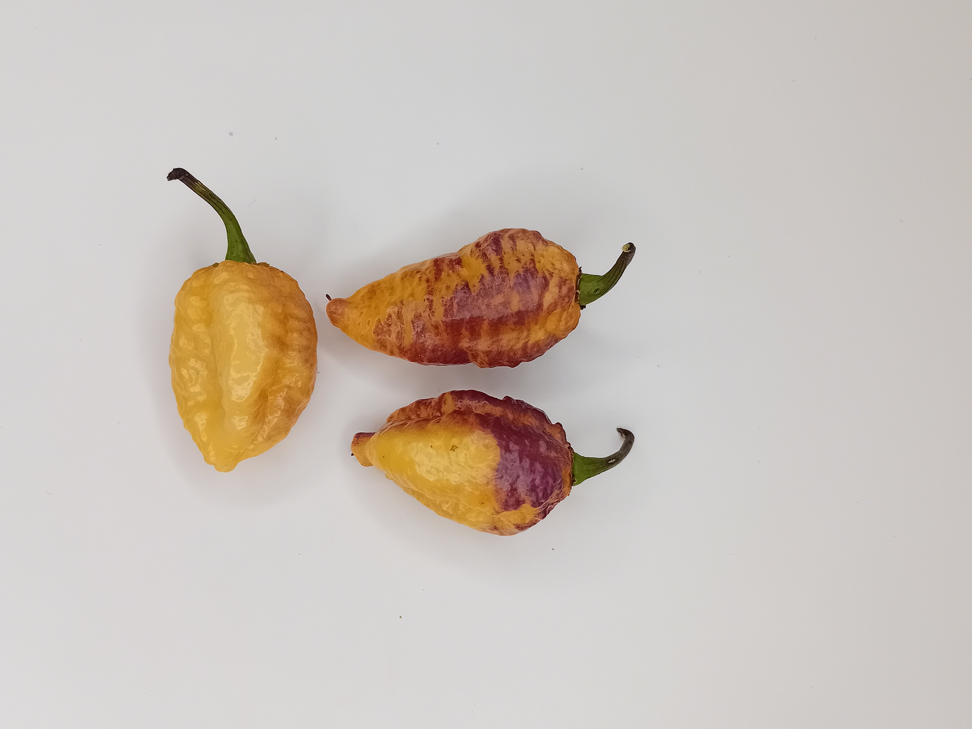 Seminţe Ardei - Pockmark Cream