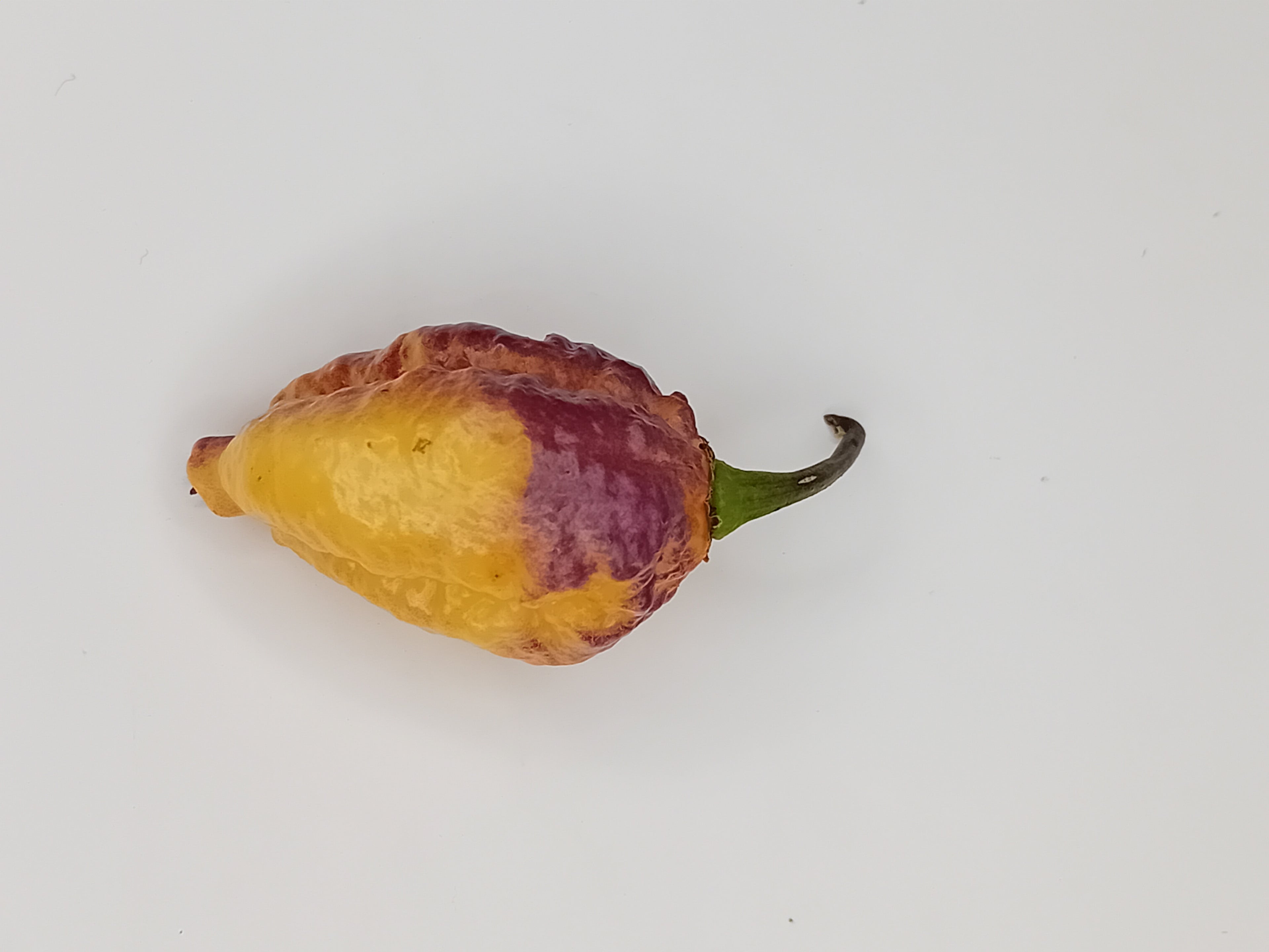 Seminţe Ardei - Pockmark Cream