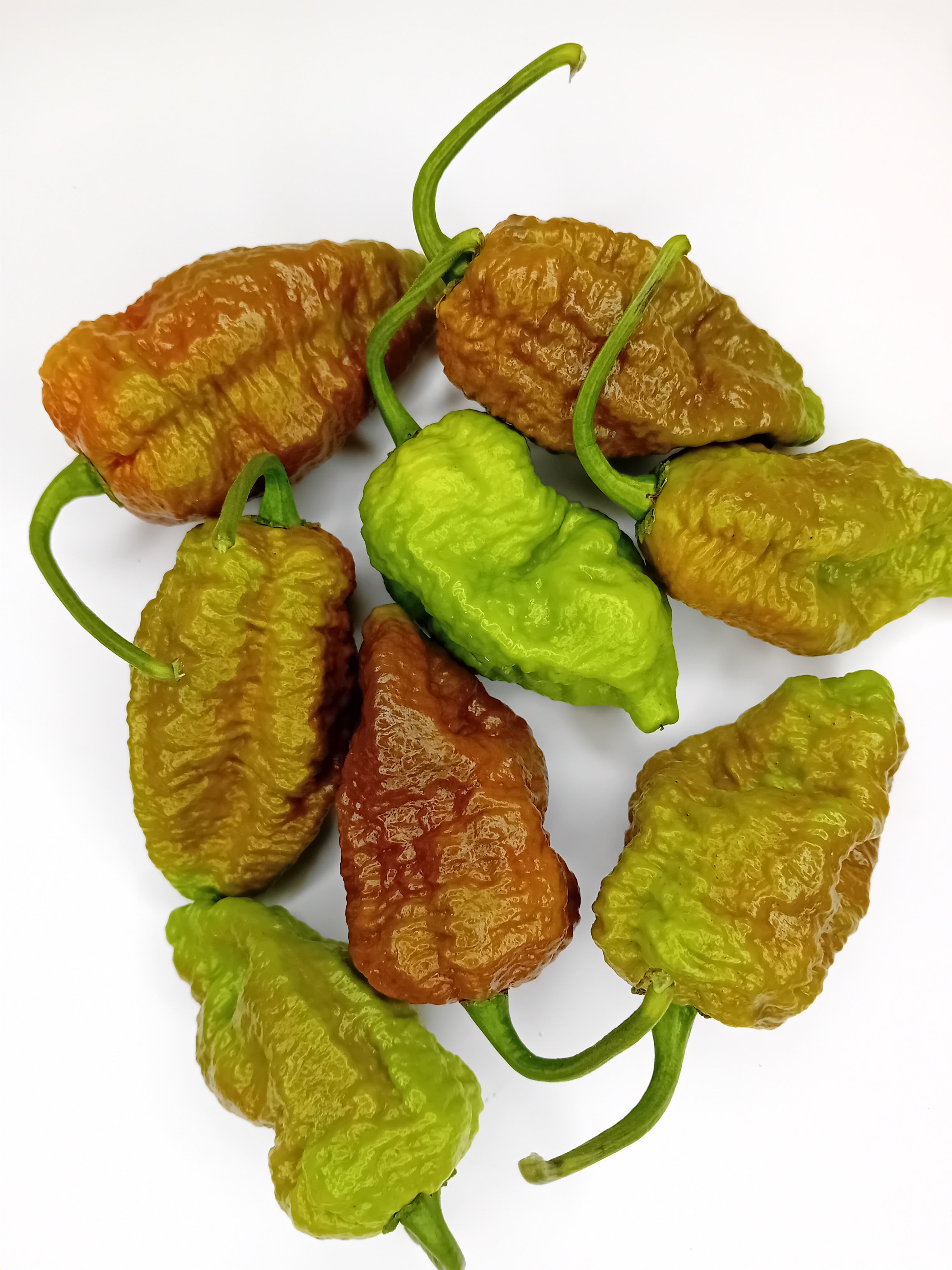 Răsad Ardei - Balrog