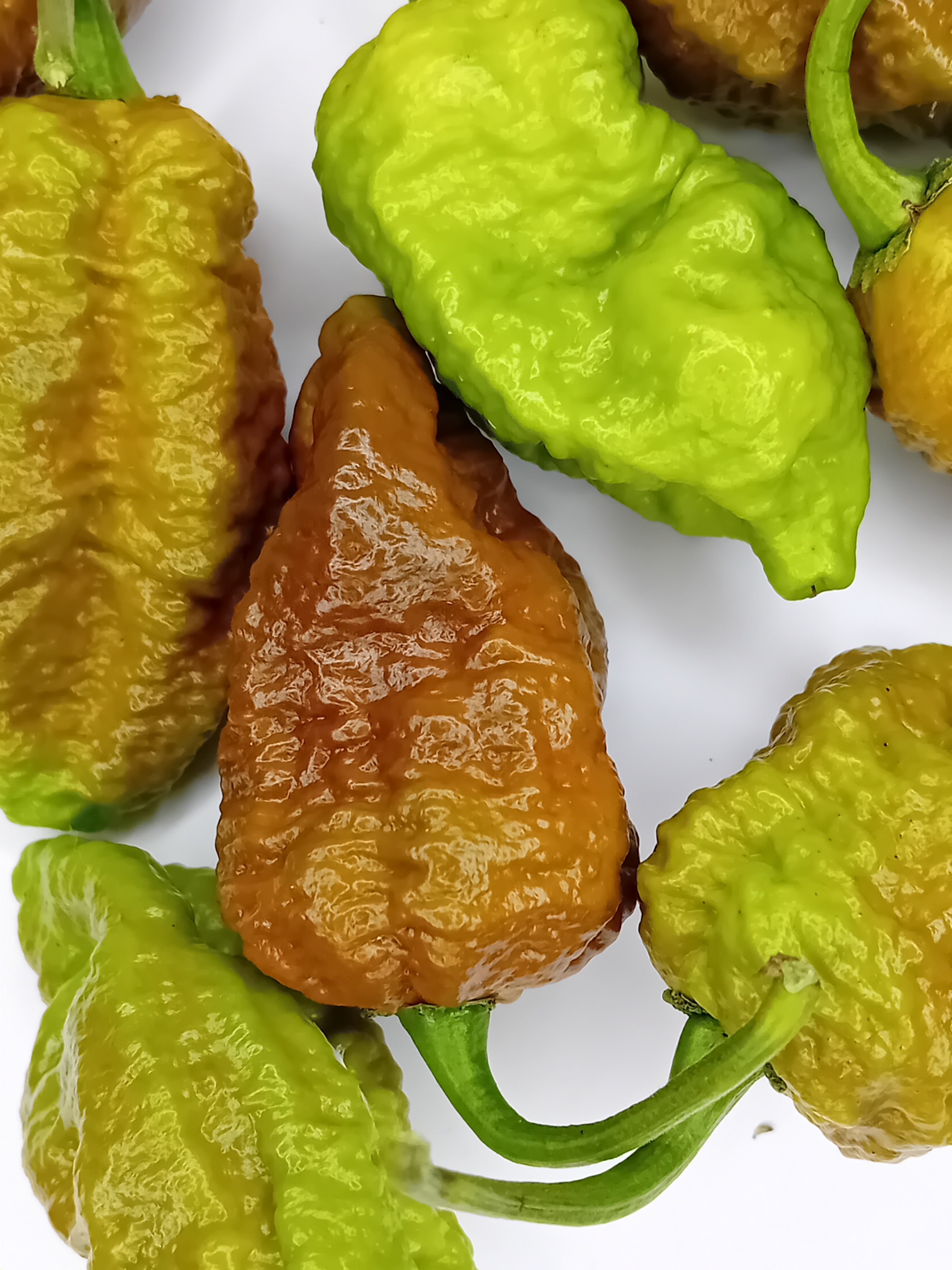 Răsad Ardei - Balrog