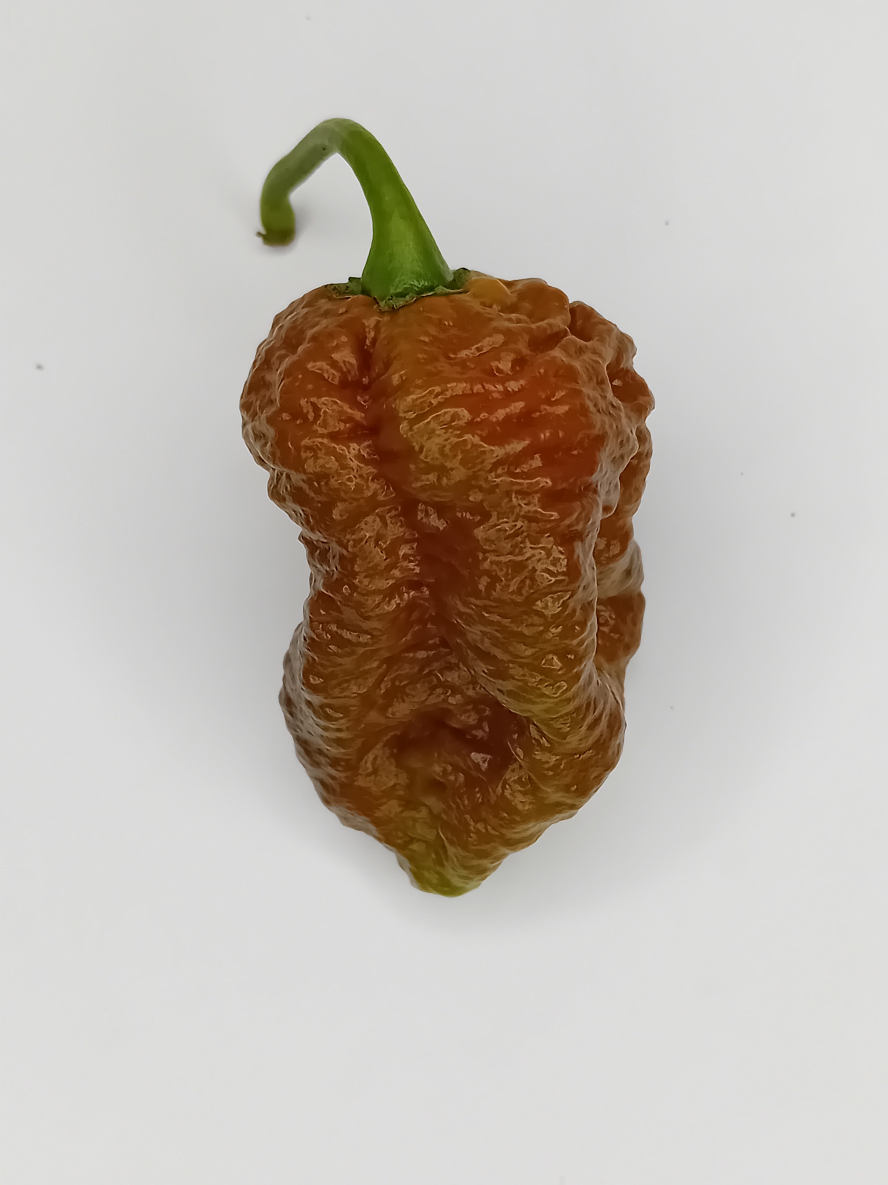 Răsad Ardei - Balrog