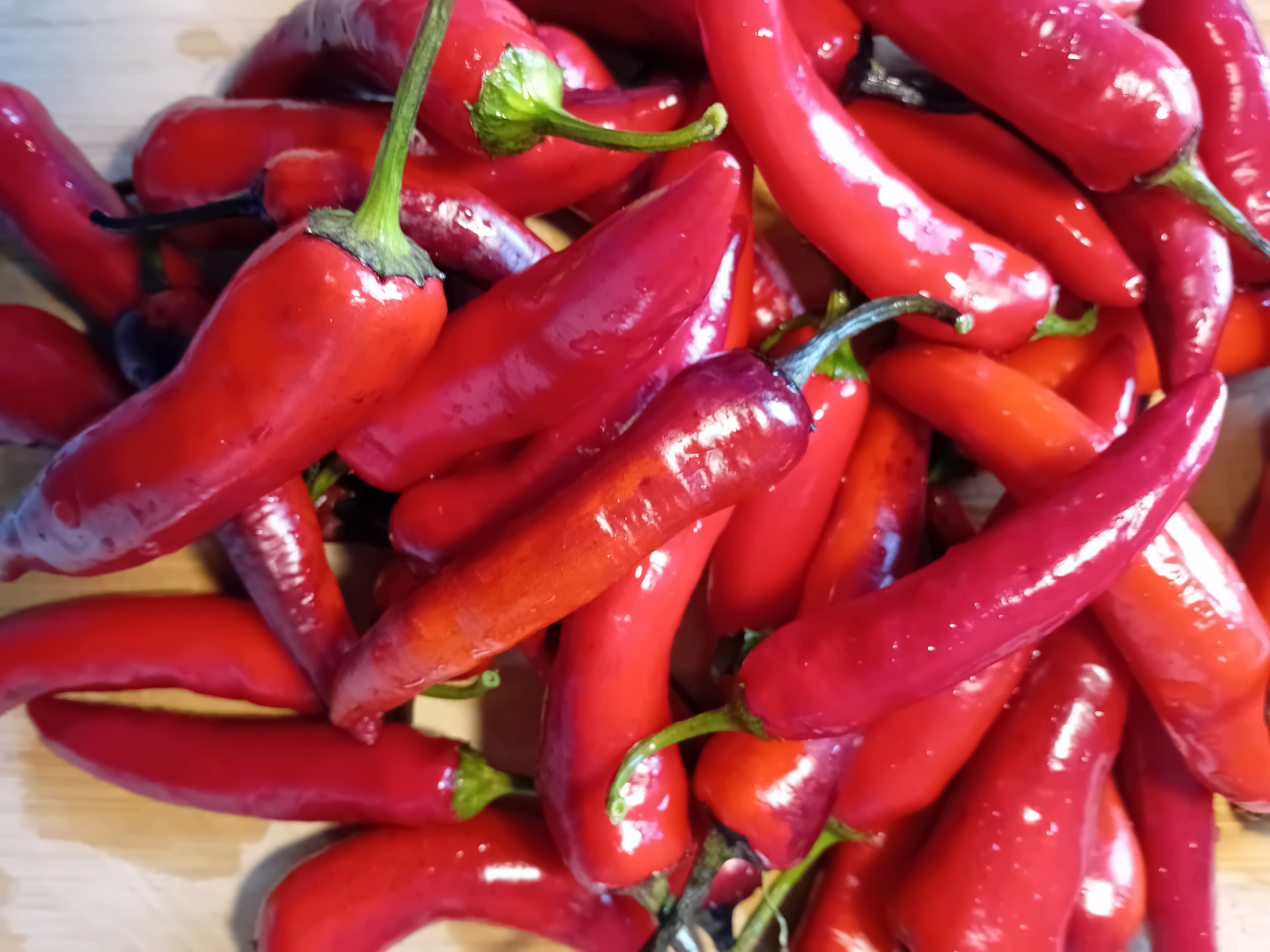 Seminţe Ardei - Nosferatu