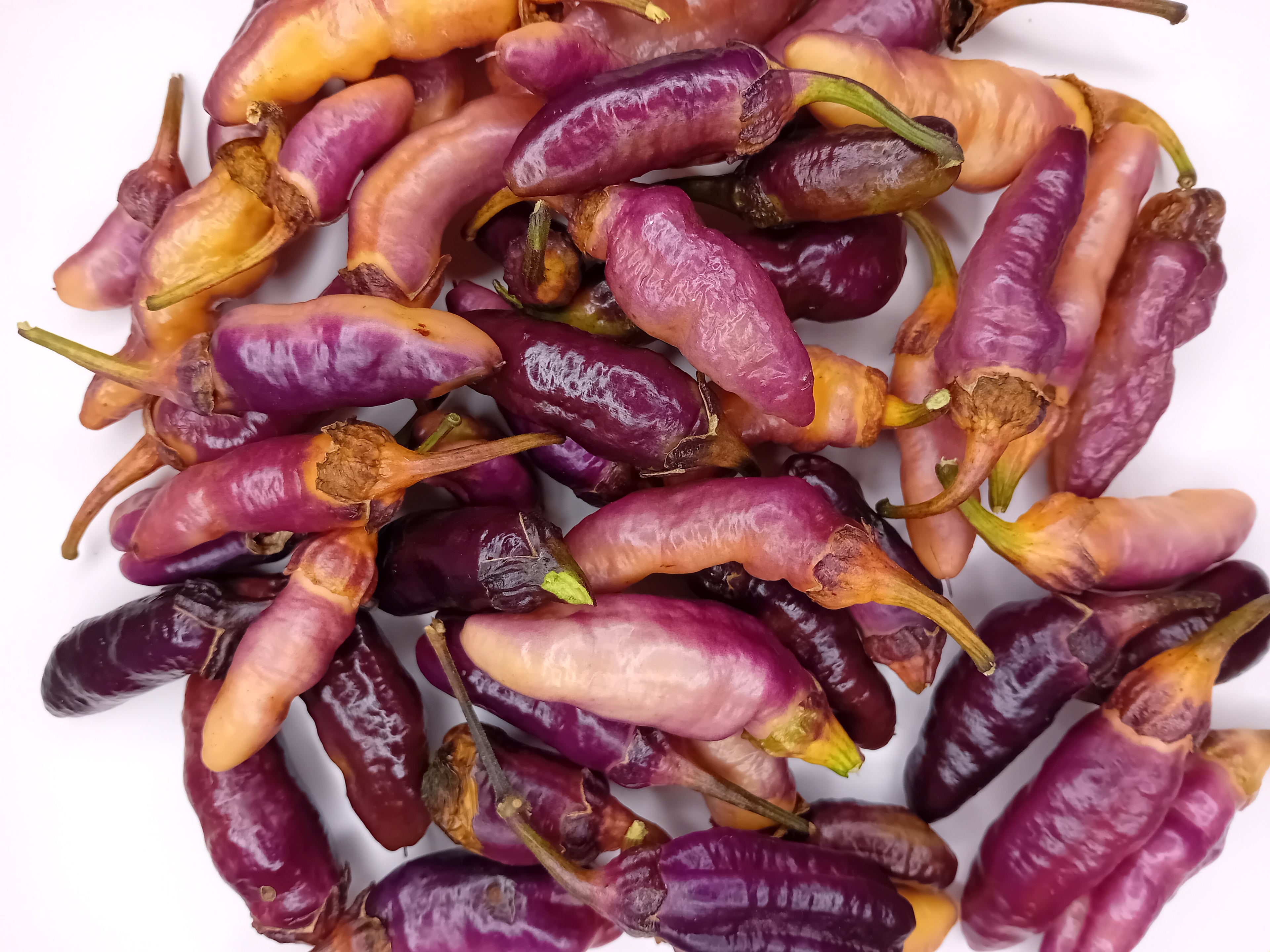 Seminţe Ardei - Pink Tiger BBG7