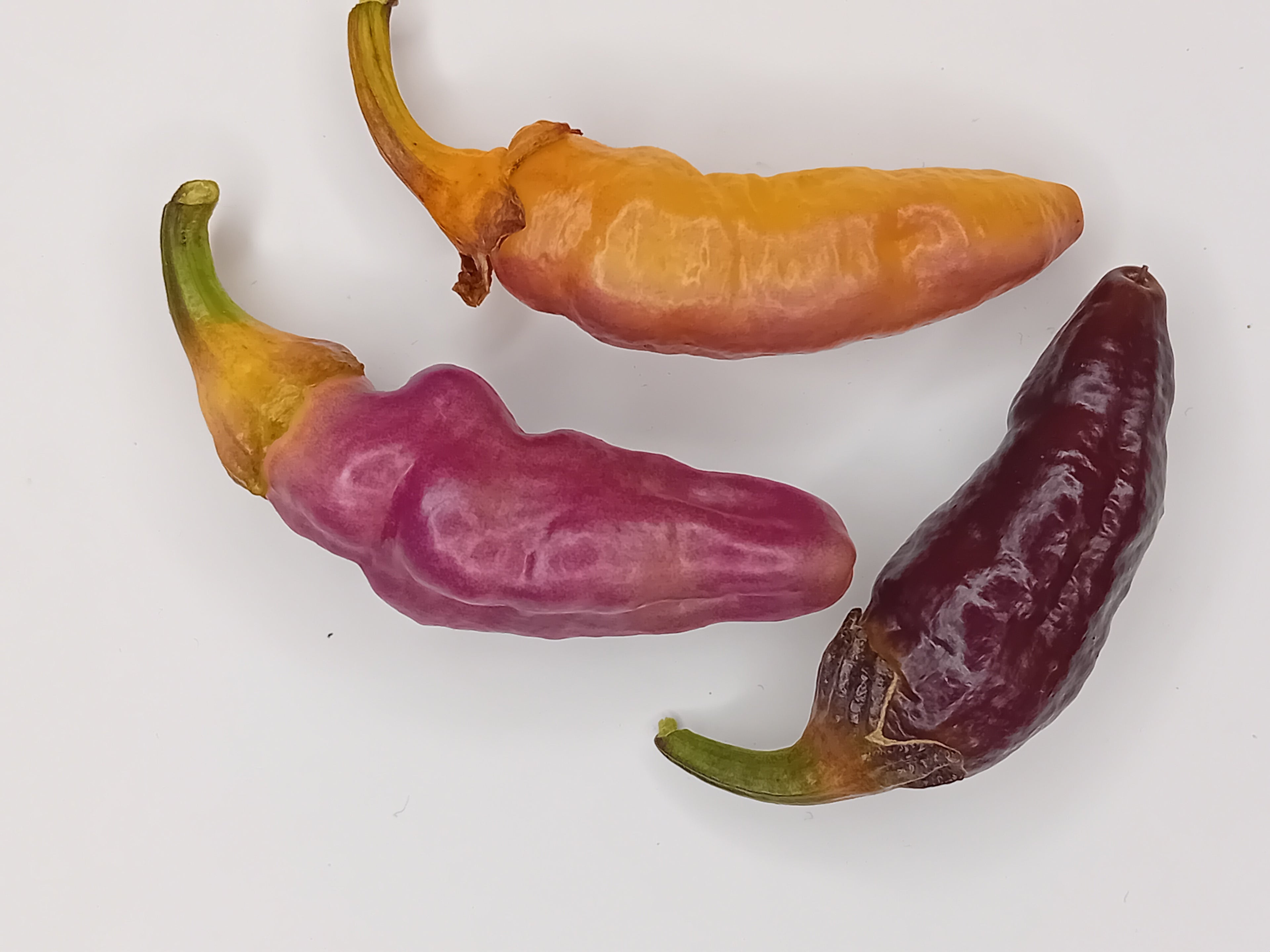 Seminţe Ardei - Pink Tiger BBG7