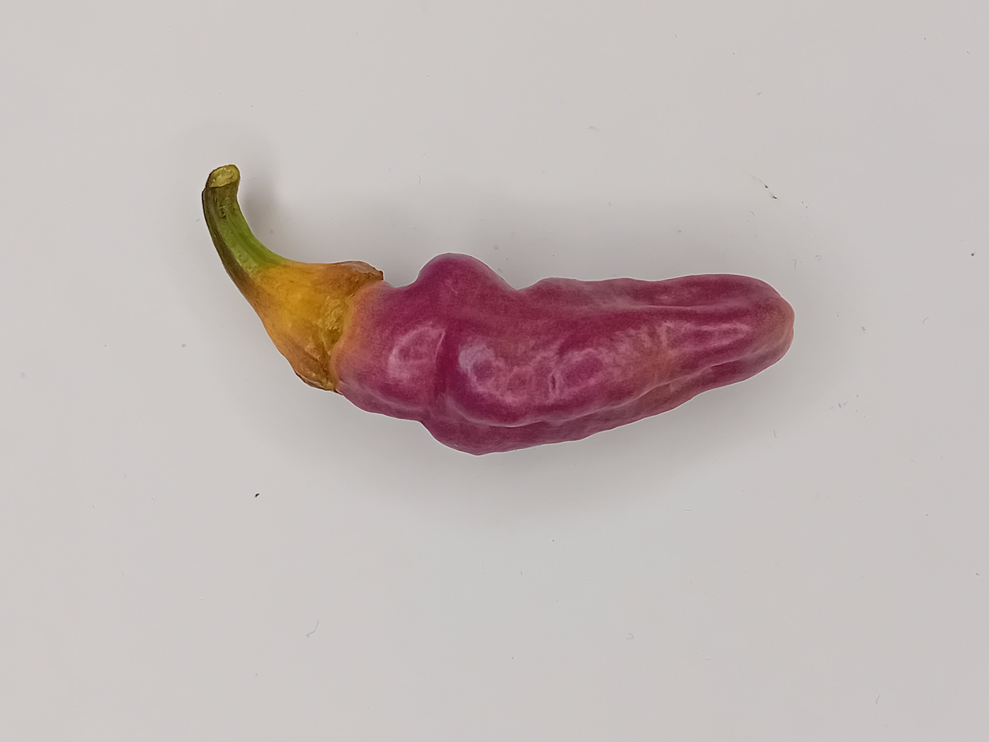 Seminţe Ardei - Pink Tiger BBG7