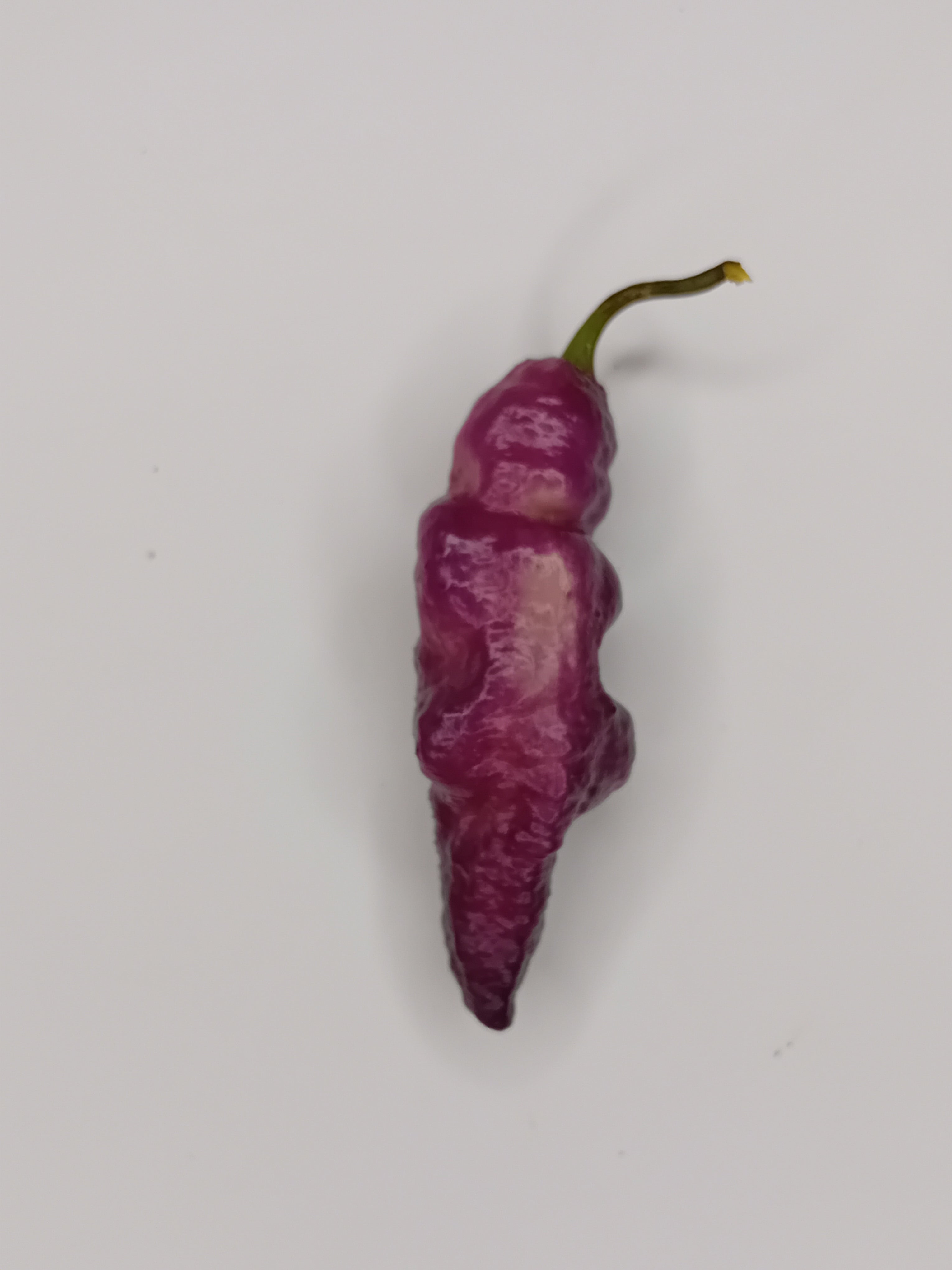 Seminţe Ardei - Pink Tiger