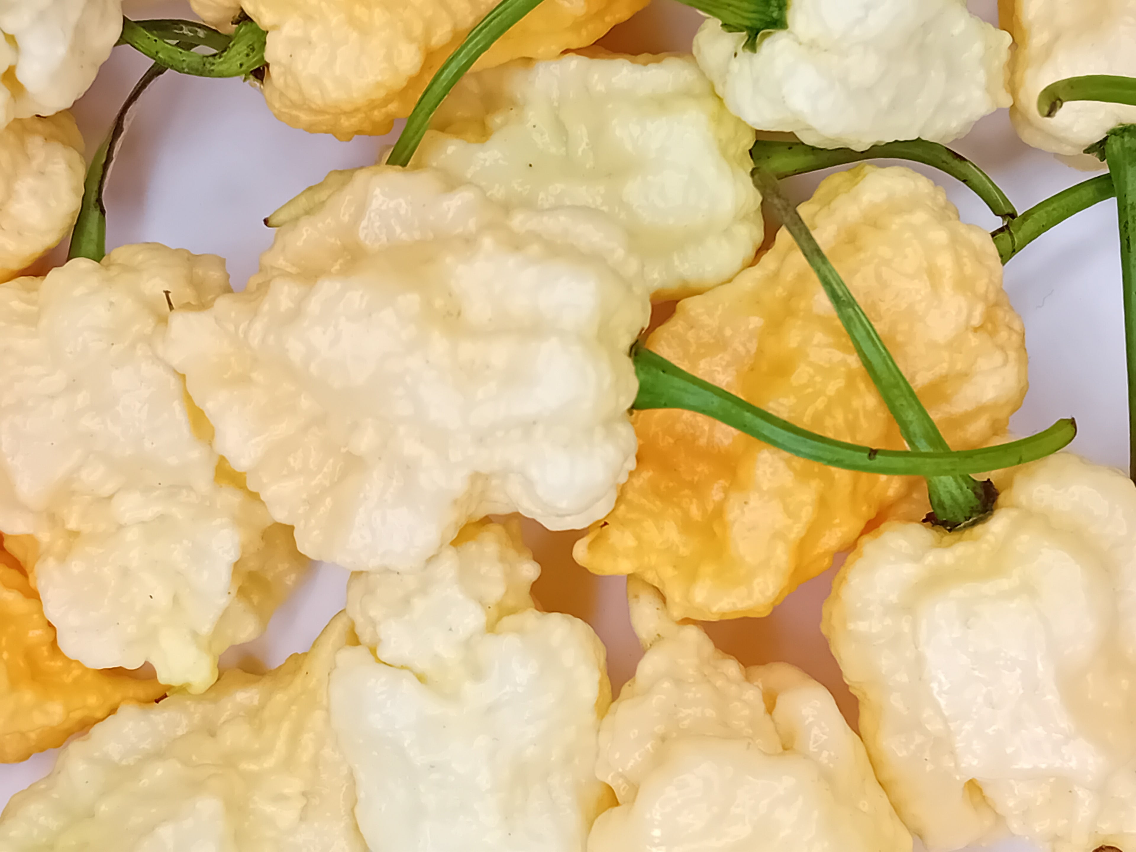 Seminţe Ardei - Miasma