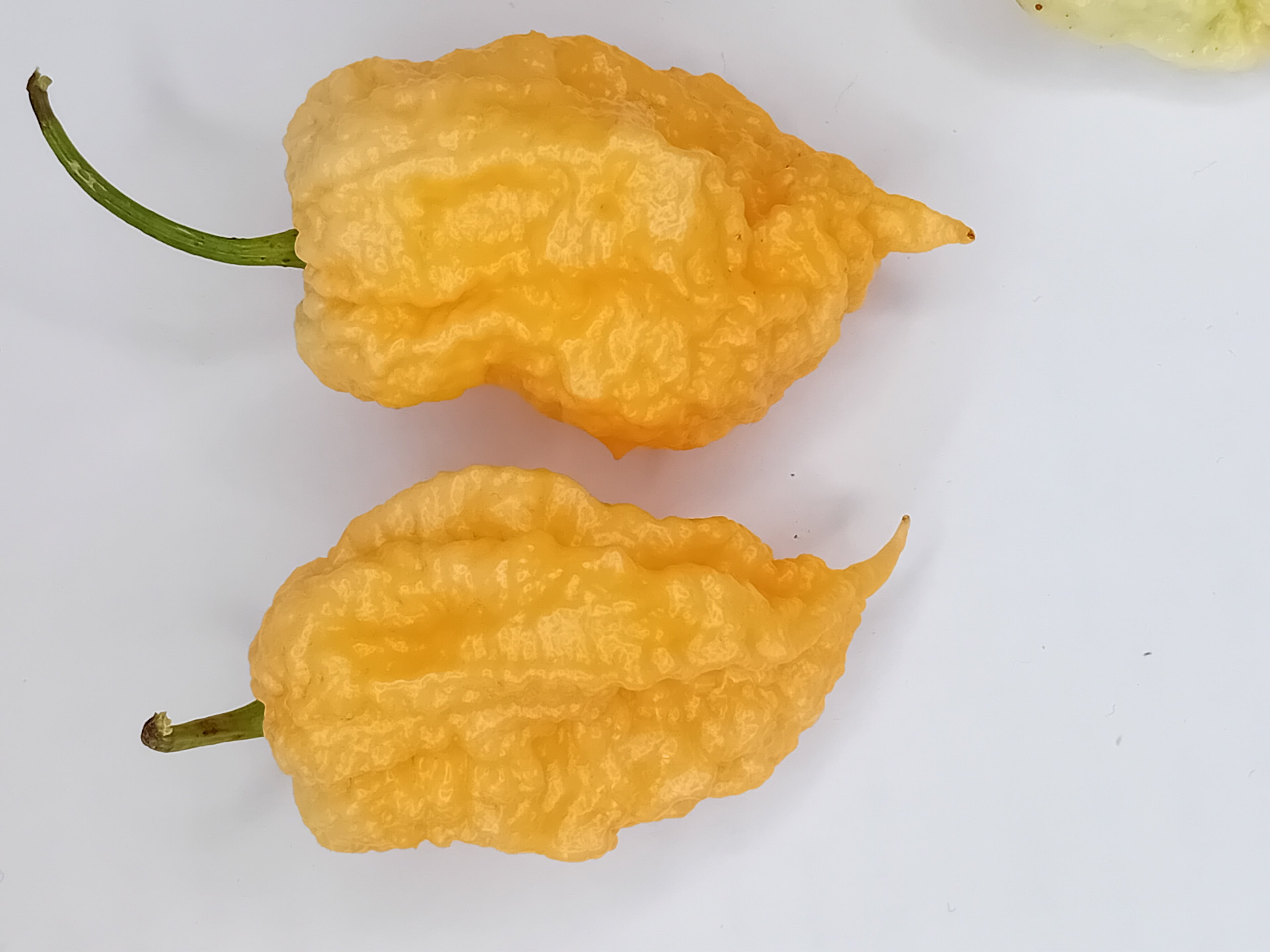 Seminţe Ardei - Miasma