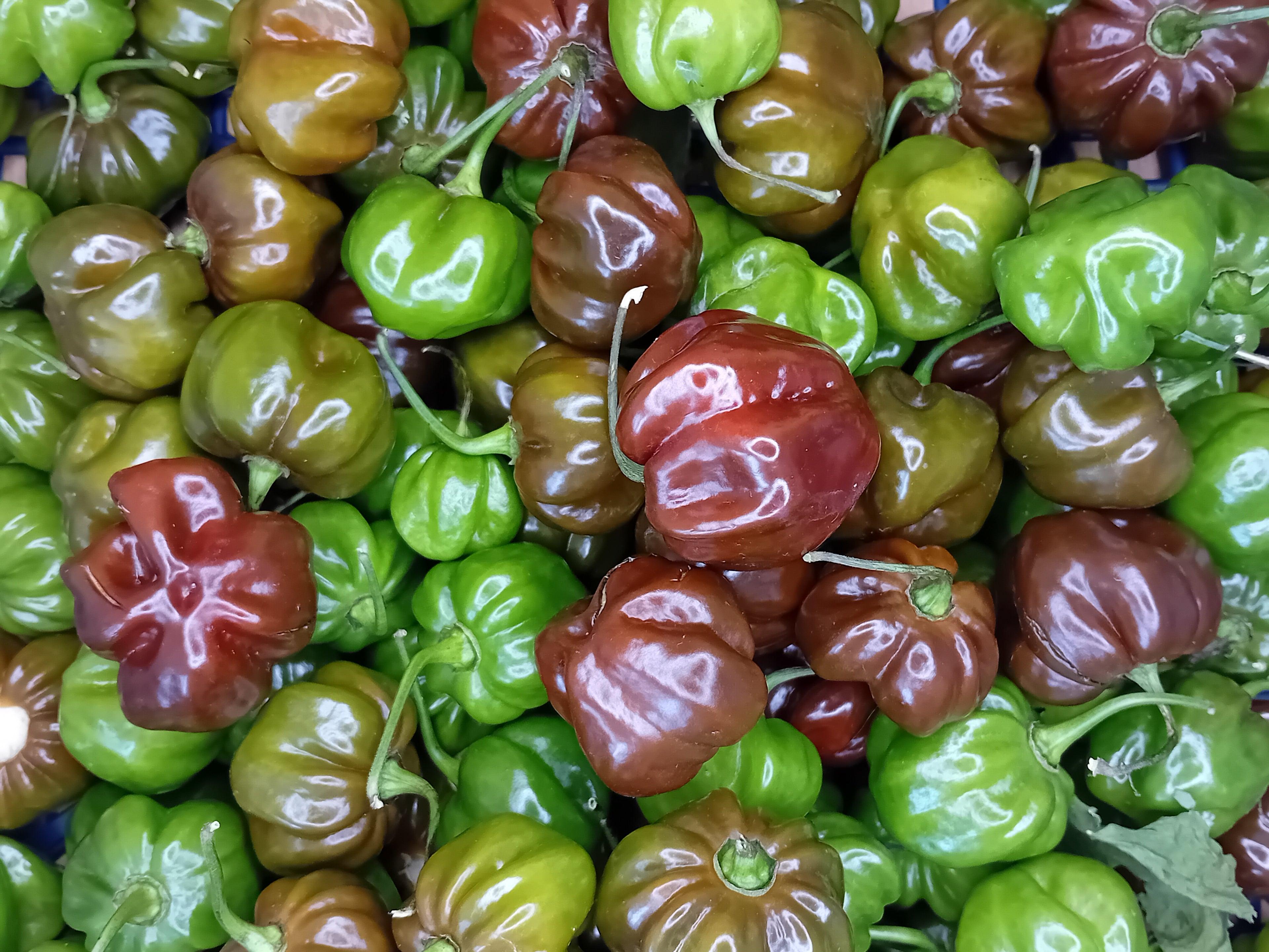 Seminţe Ardei - Scotch Bonnet Brown