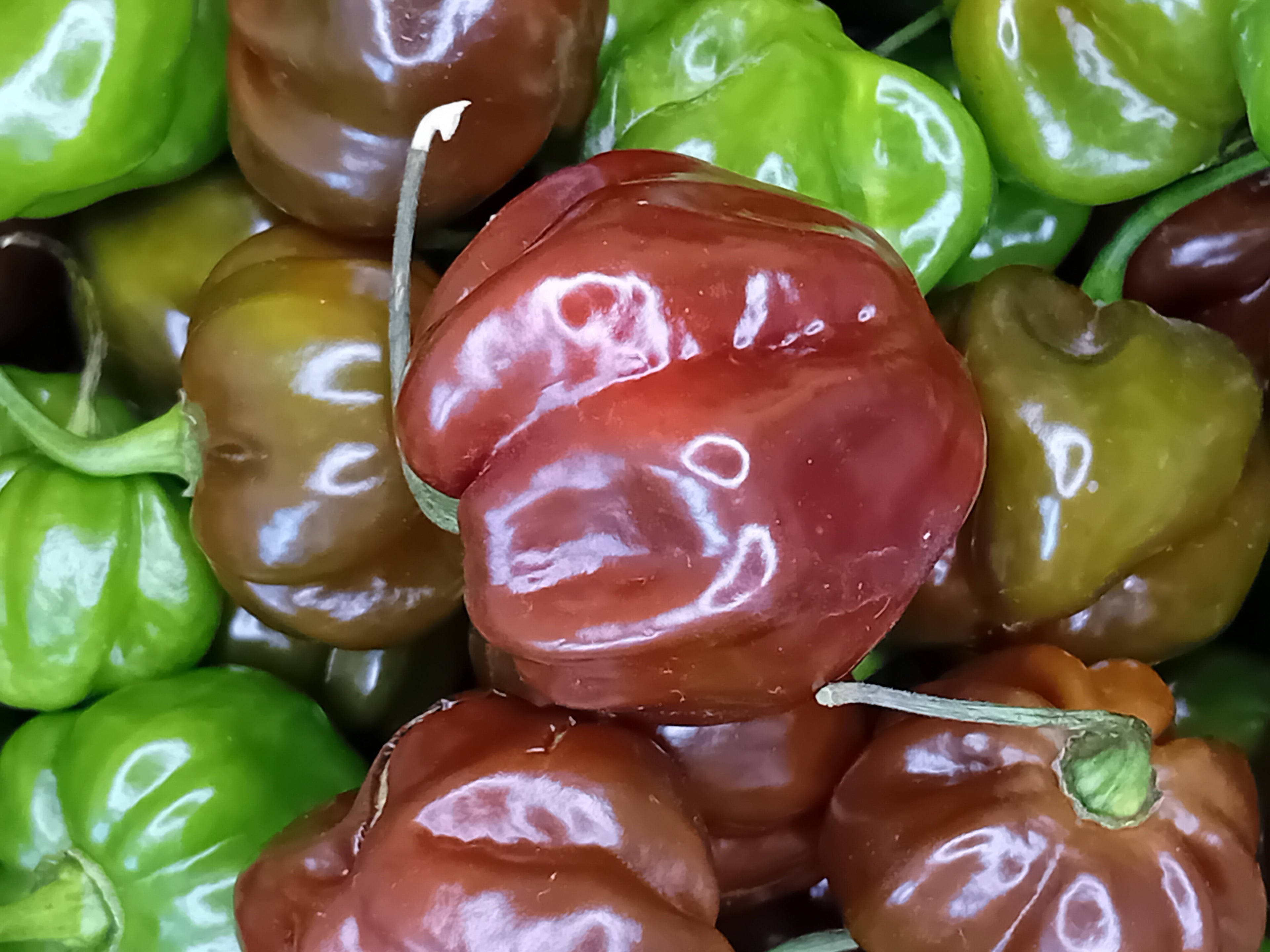 Seminţe Ardei - Scotch Bonnet Brown