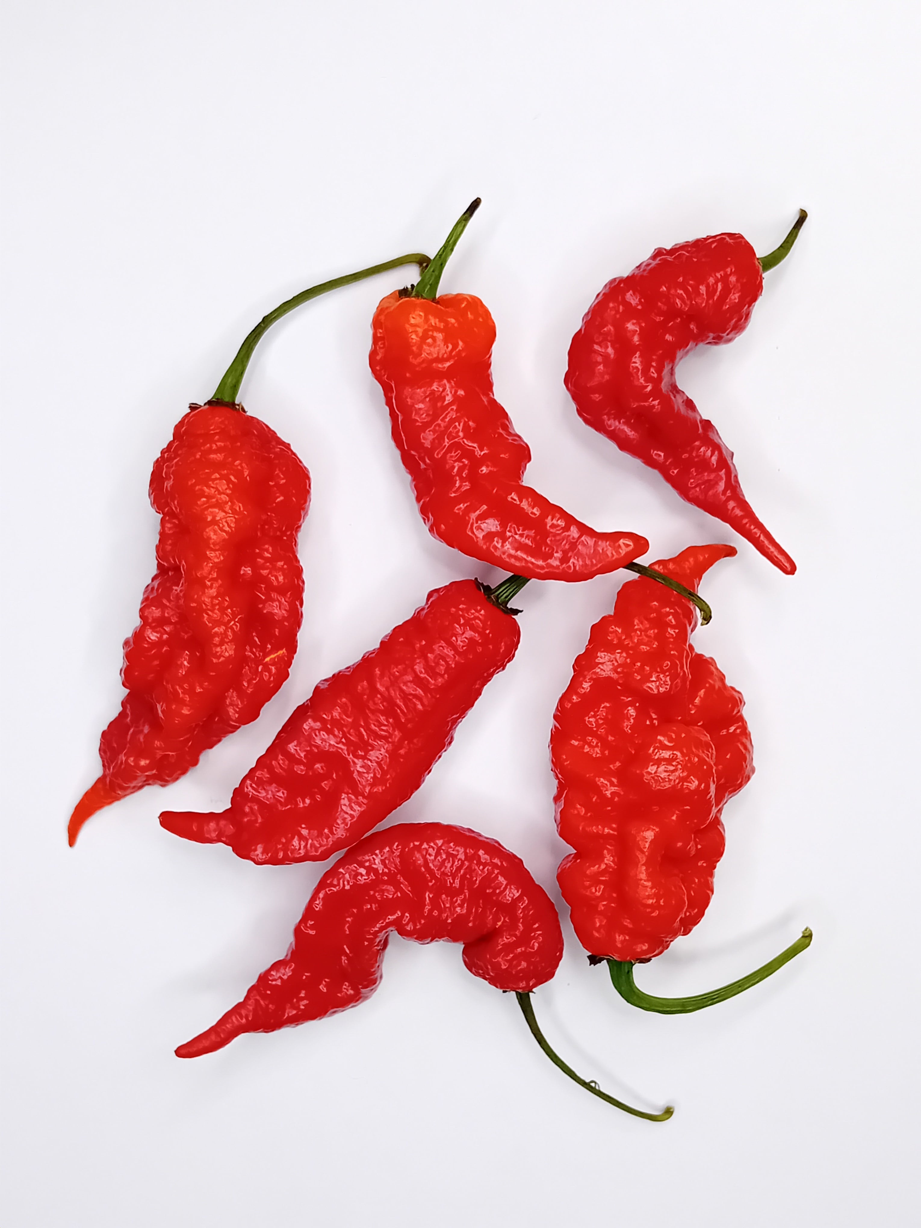 Seminţe Ardei - Tiberius Mauler Red