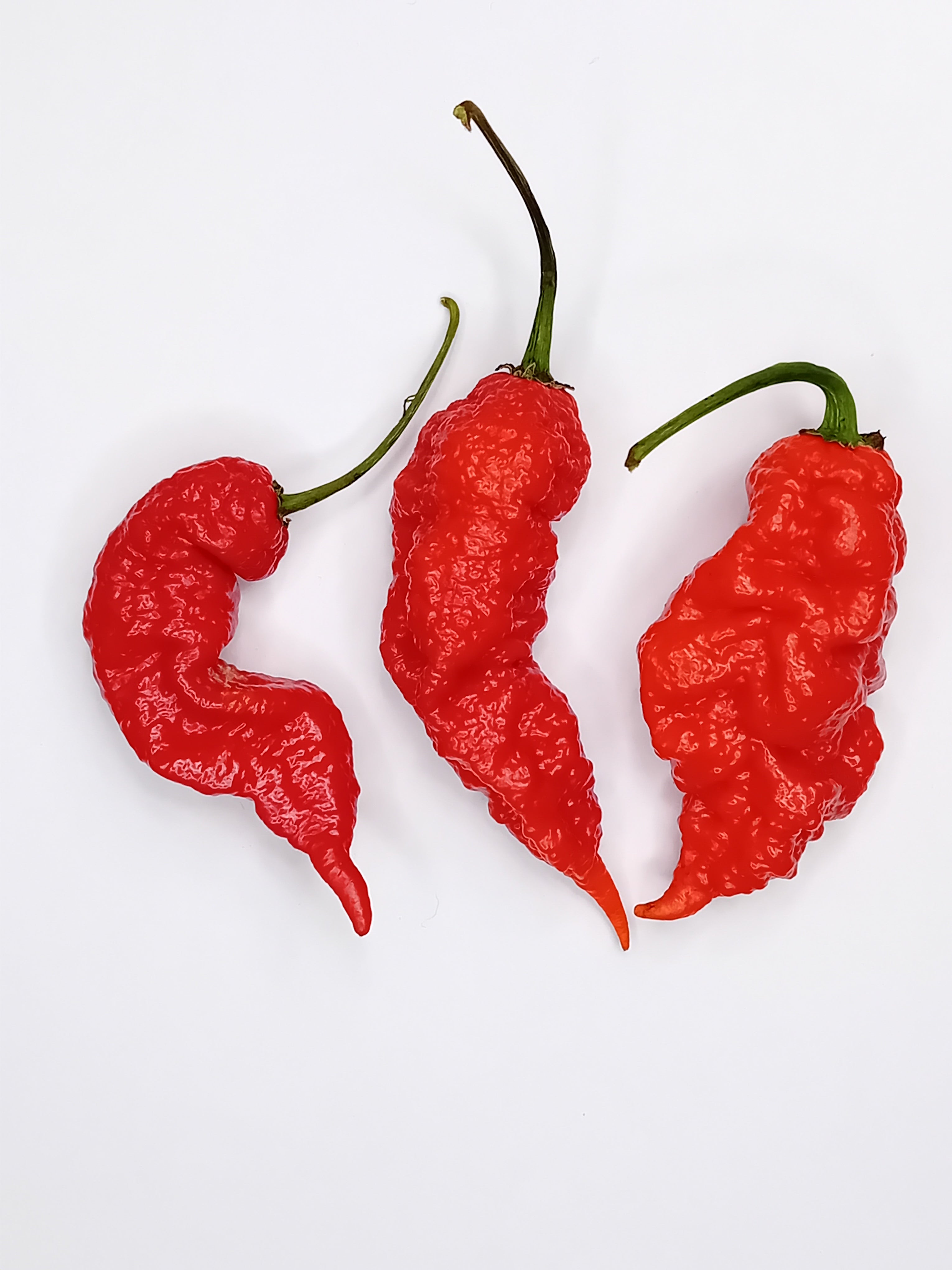 Seminţe Ardei - Tiberius Mauler Red