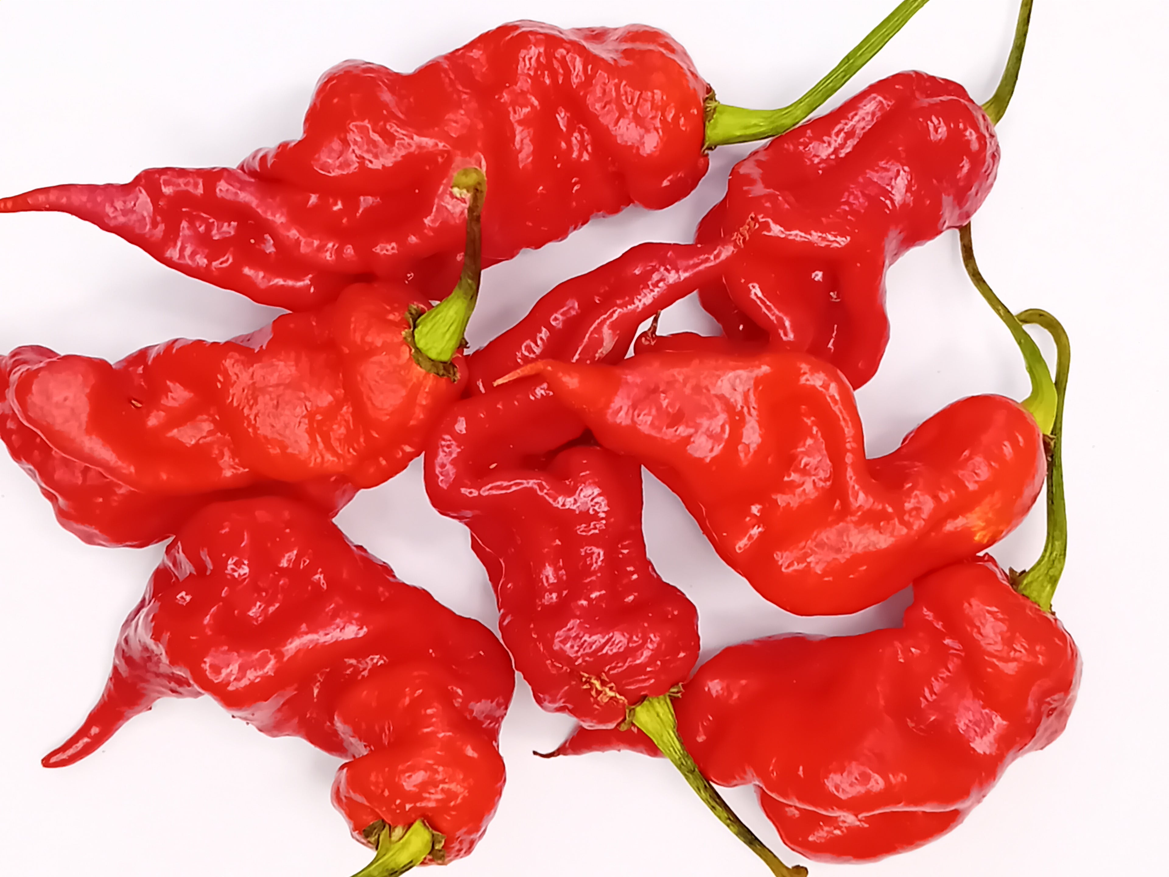 Seminţe Ardei - T-Rex Red