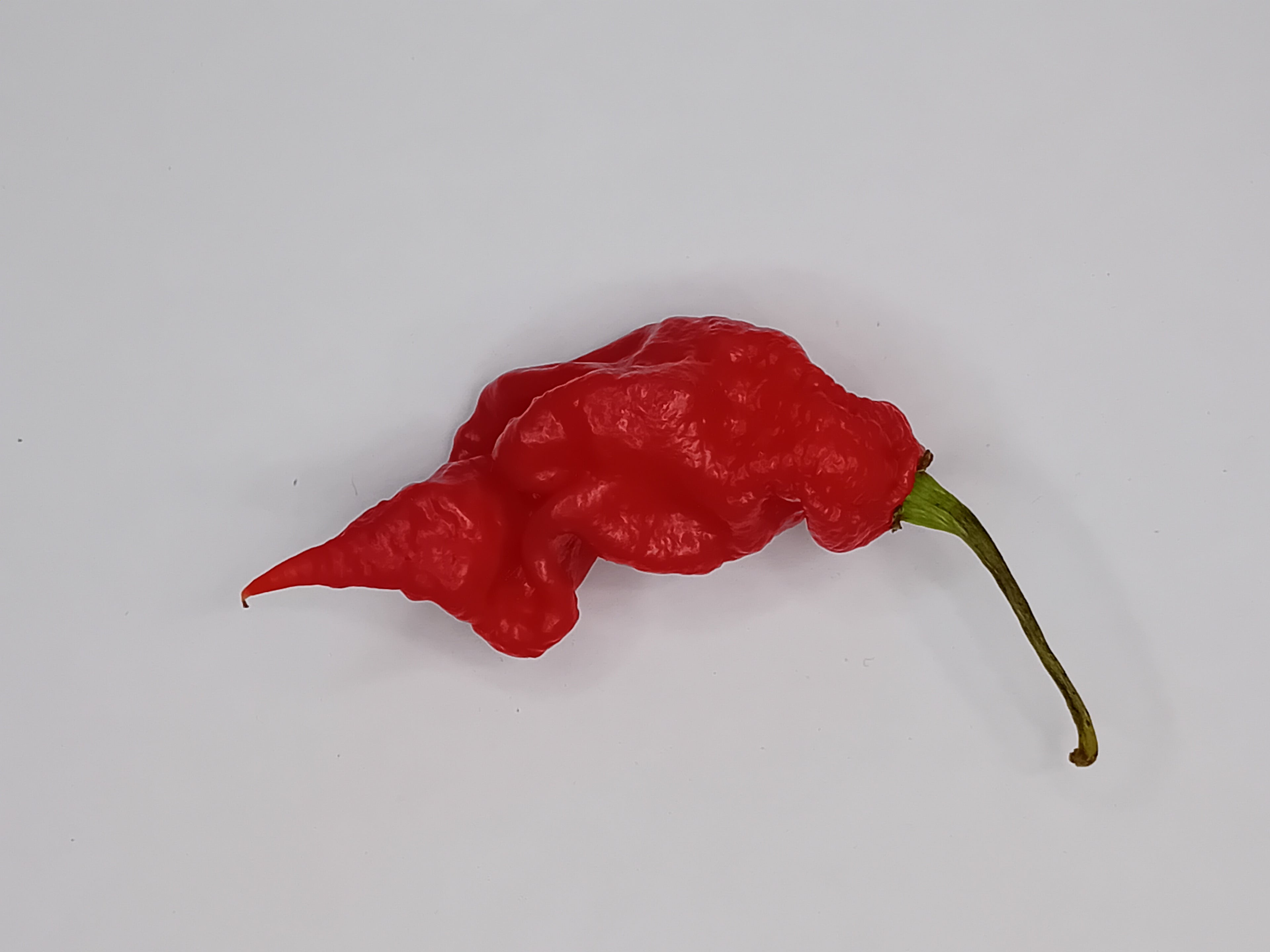 Seminţe Ardei - T-Rex Red