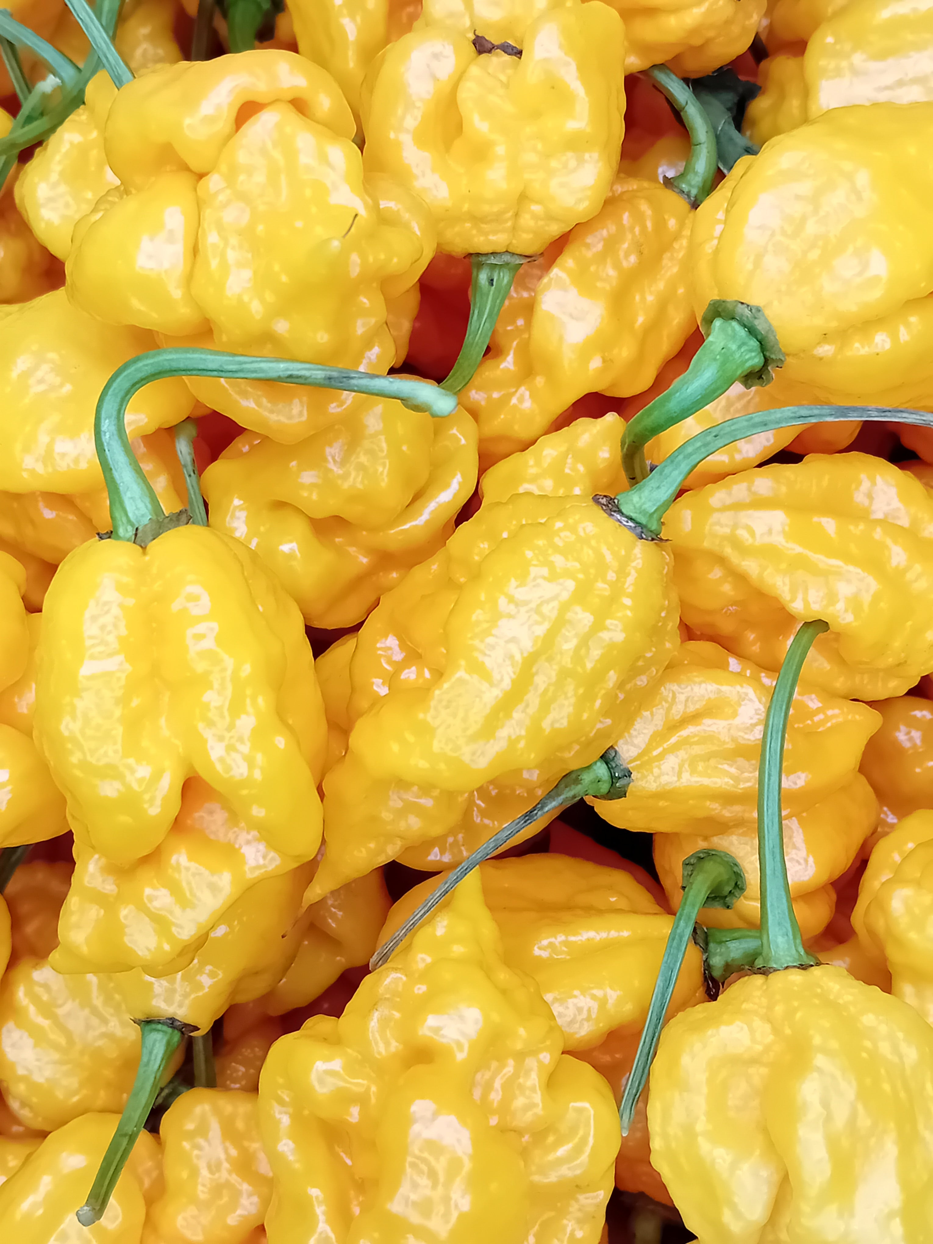 Răsad Ardei - 7 Pot Primo Orange