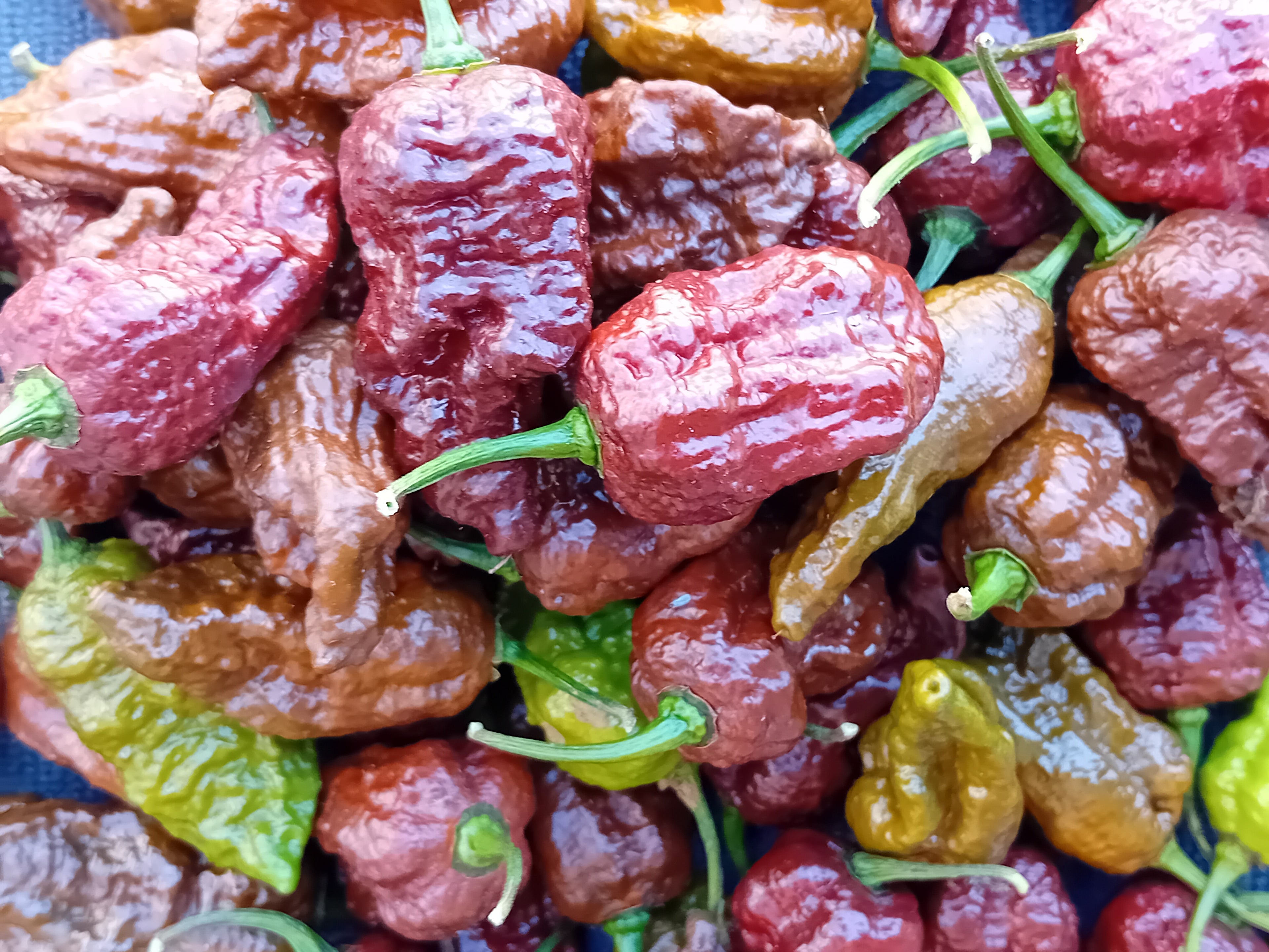 Răsad Ardei - 7 Pot BBG x Death Spiral