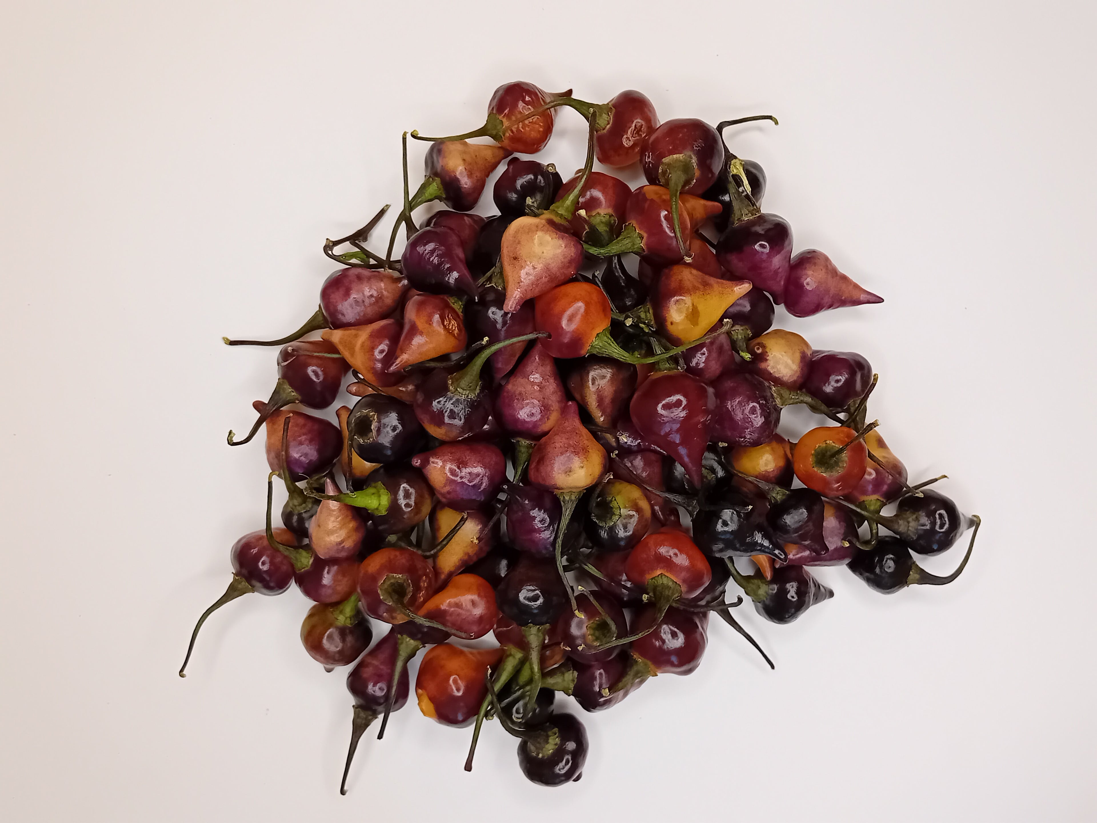 Răsad Ardei - Biquinho Black