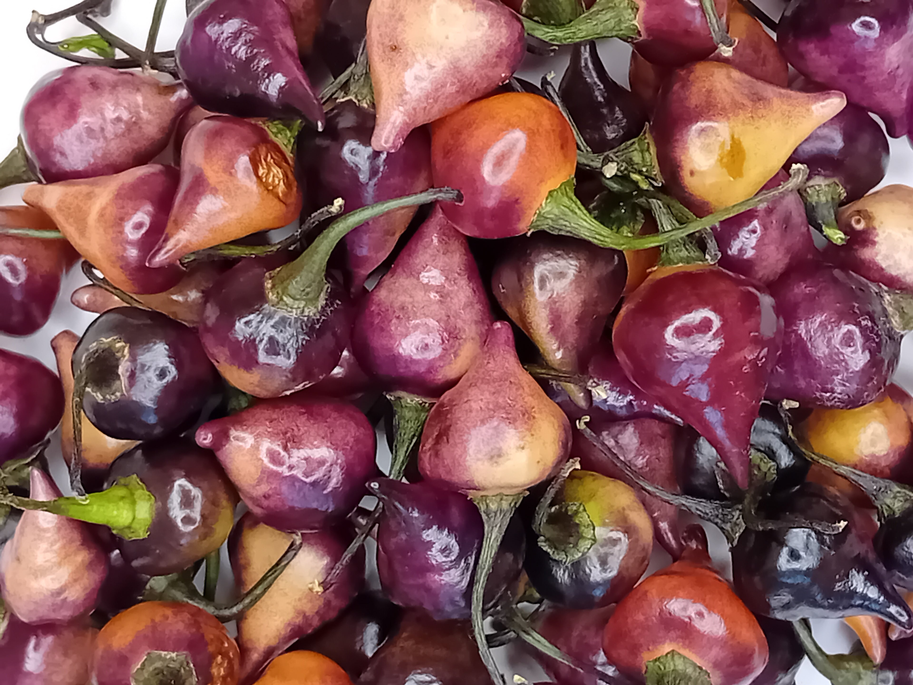 Răsad Ardei - Biquinho Black