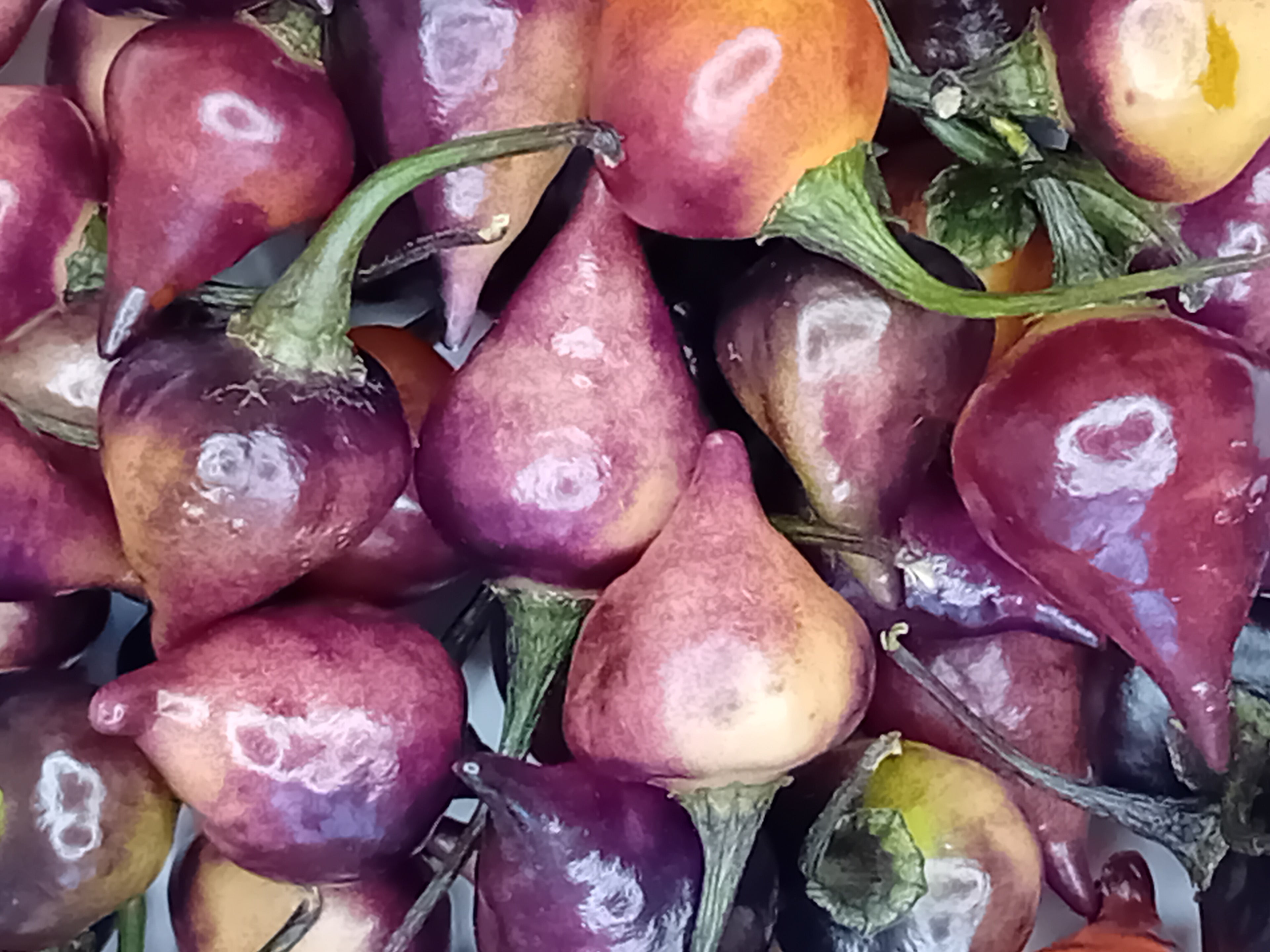 Răsad Ardei - Biquinho Black