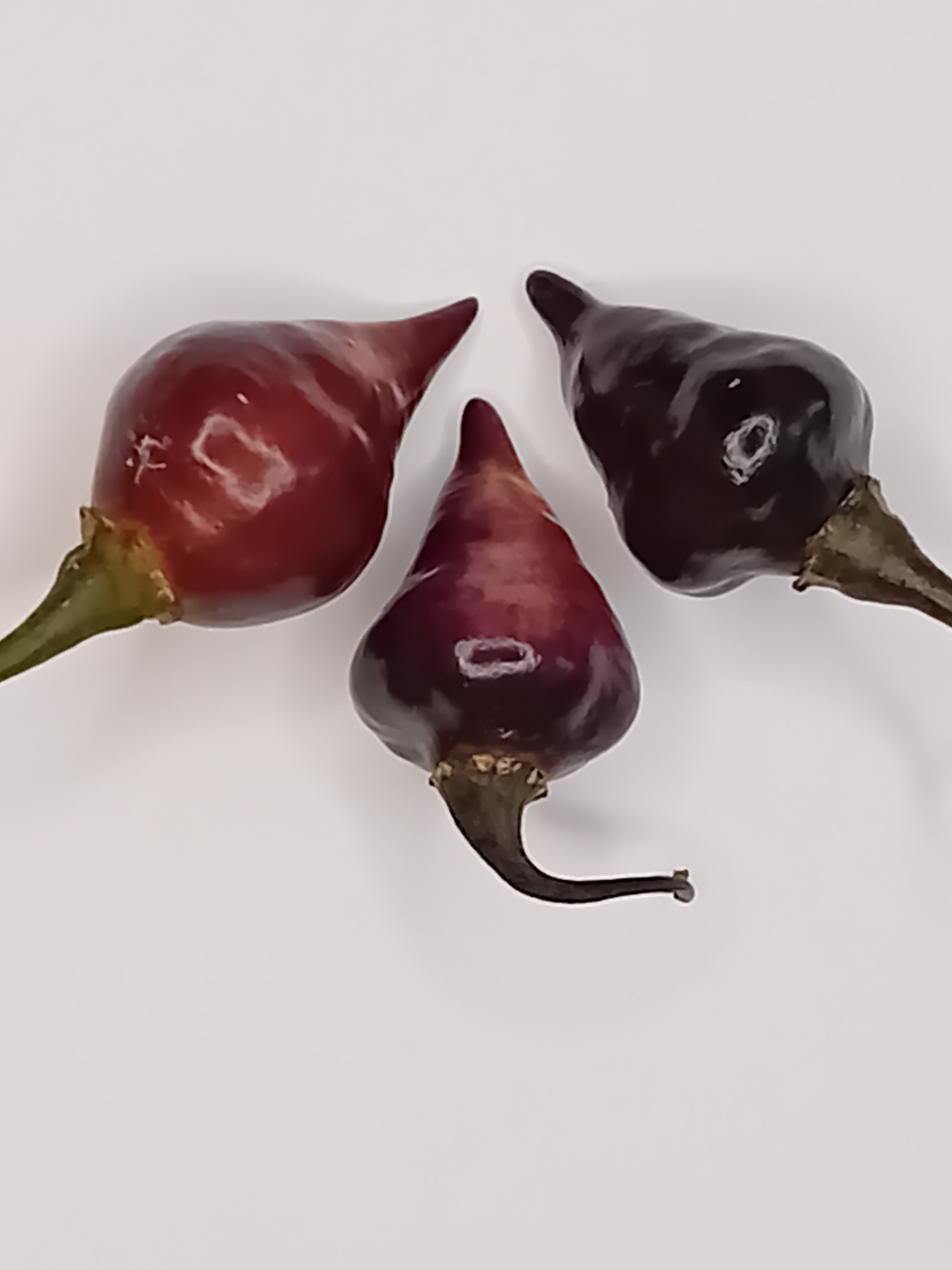 Răsad Ardei - Biquinho Black