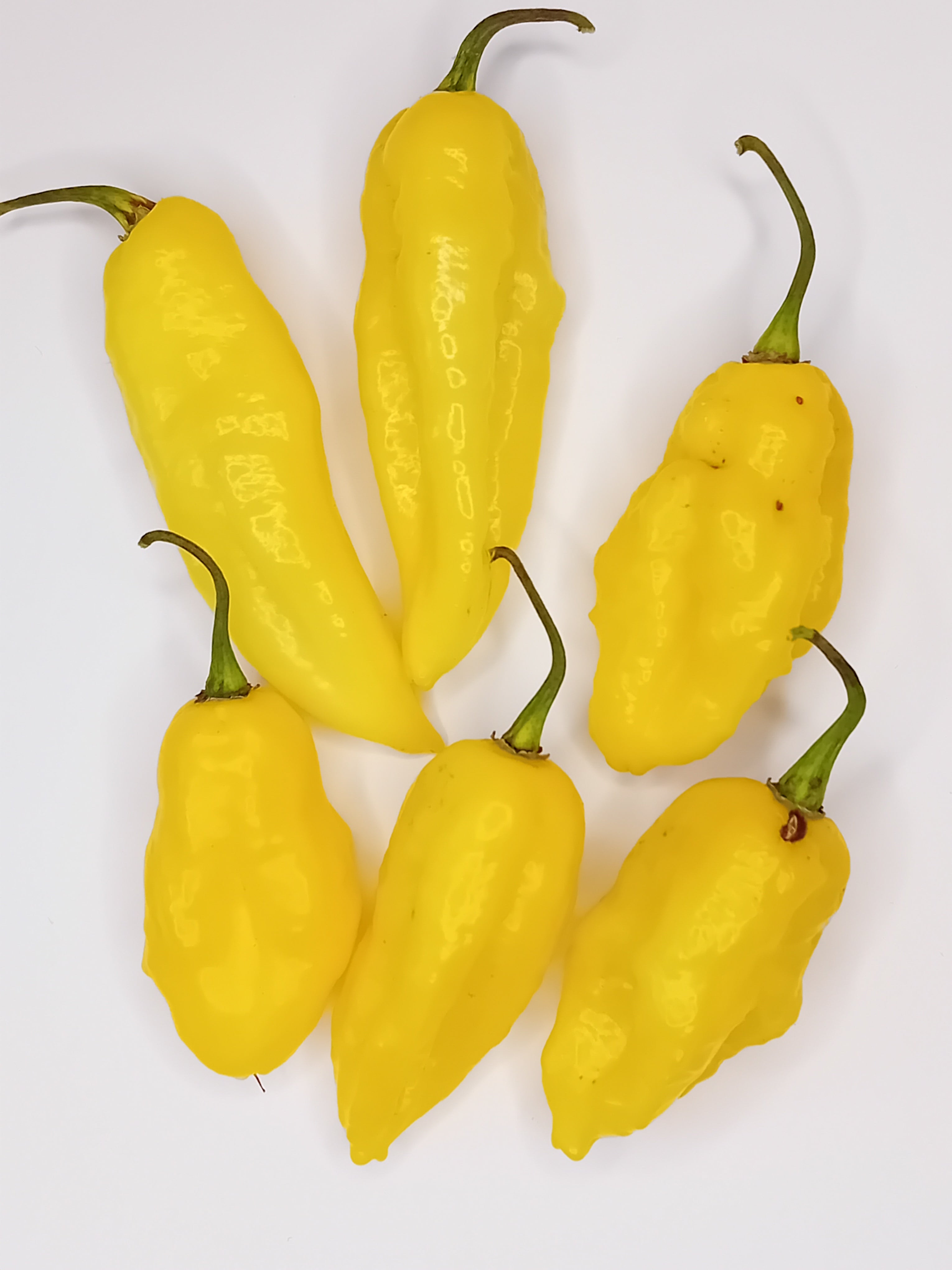 Seminţe Ardei - Naga Yellow