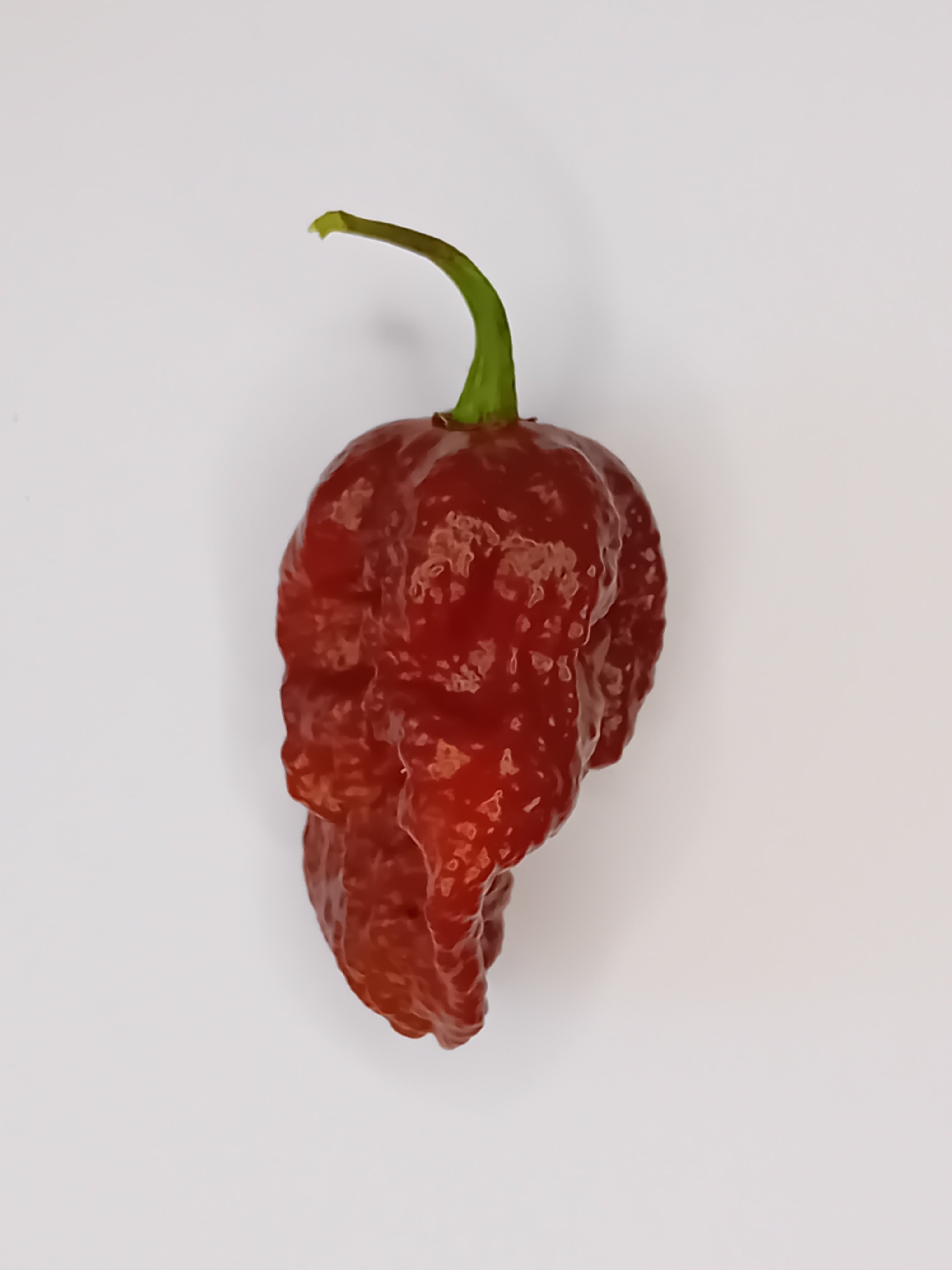 Seminţe Ardei - Raptor