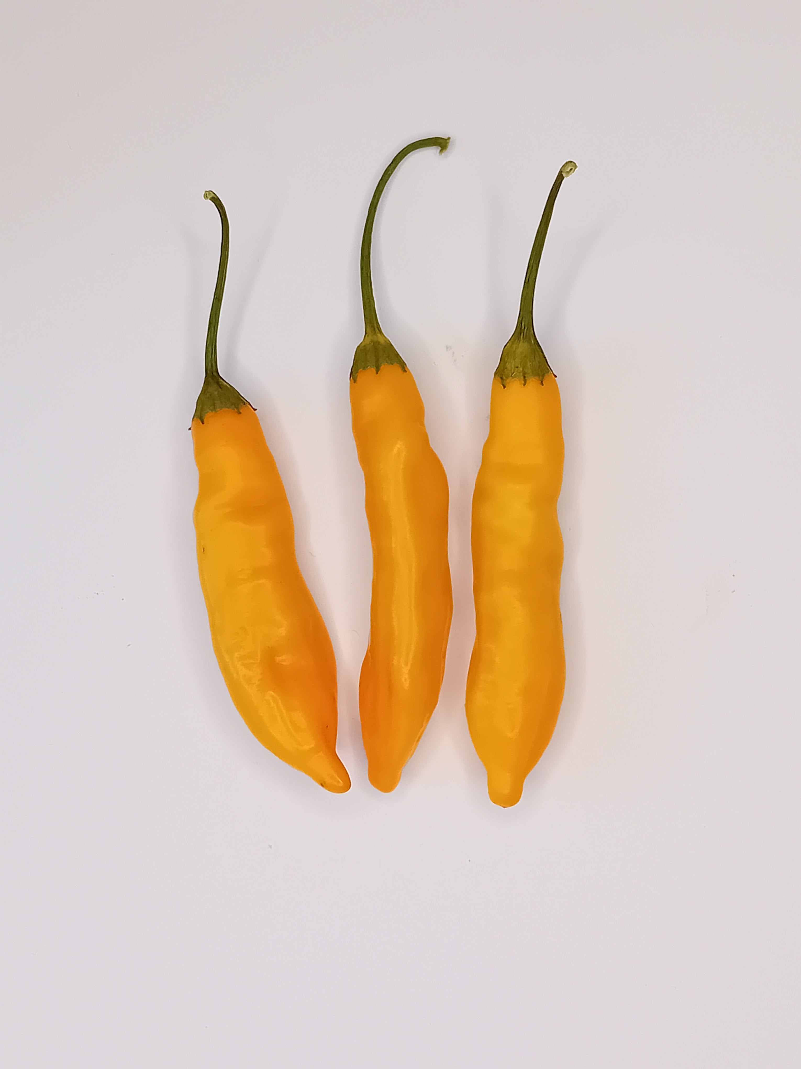 Seminţe Ardei - Sugar Rush Long Peach