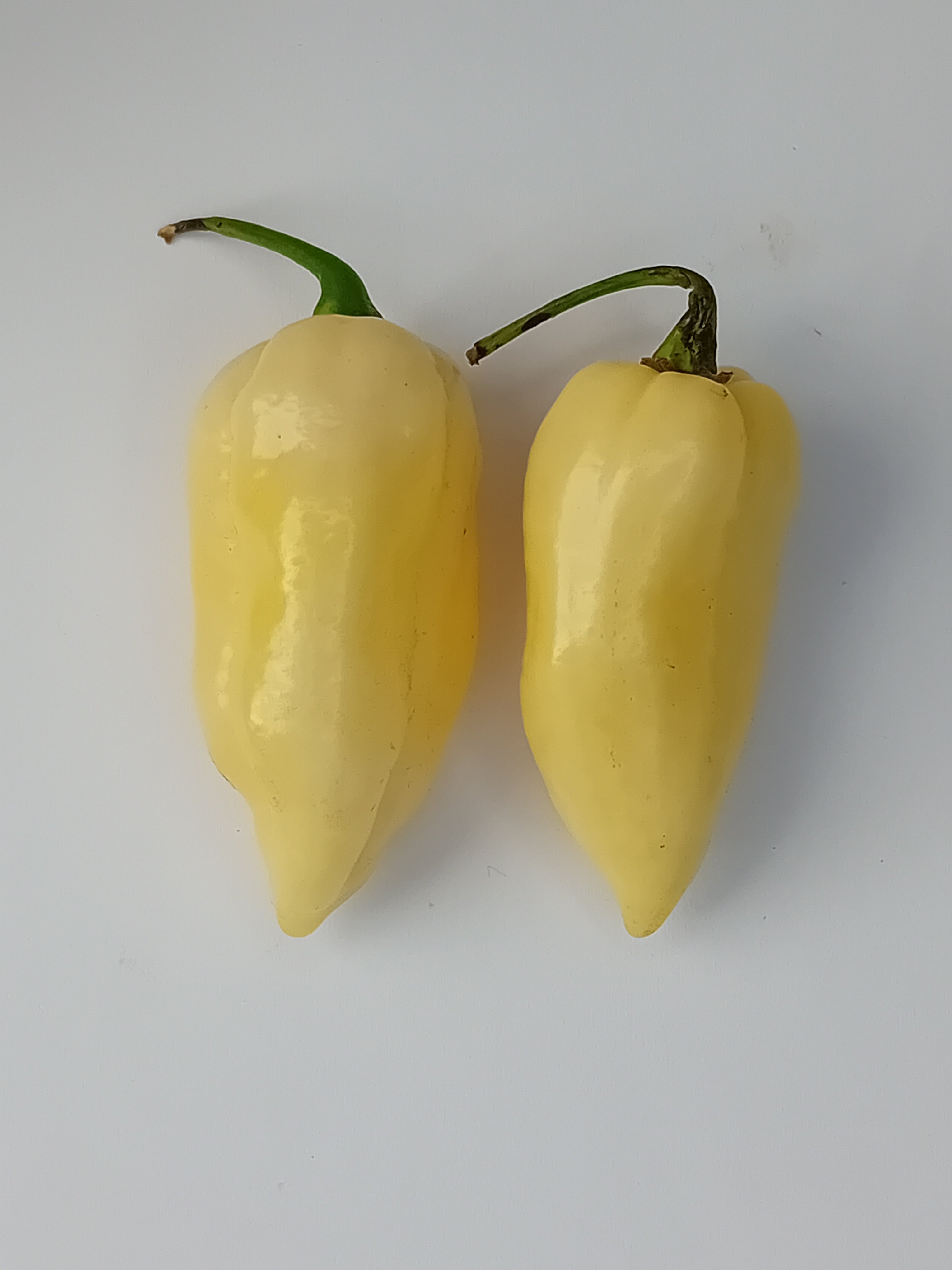 Răsad Ardei - Bhut Jolokia Giant White