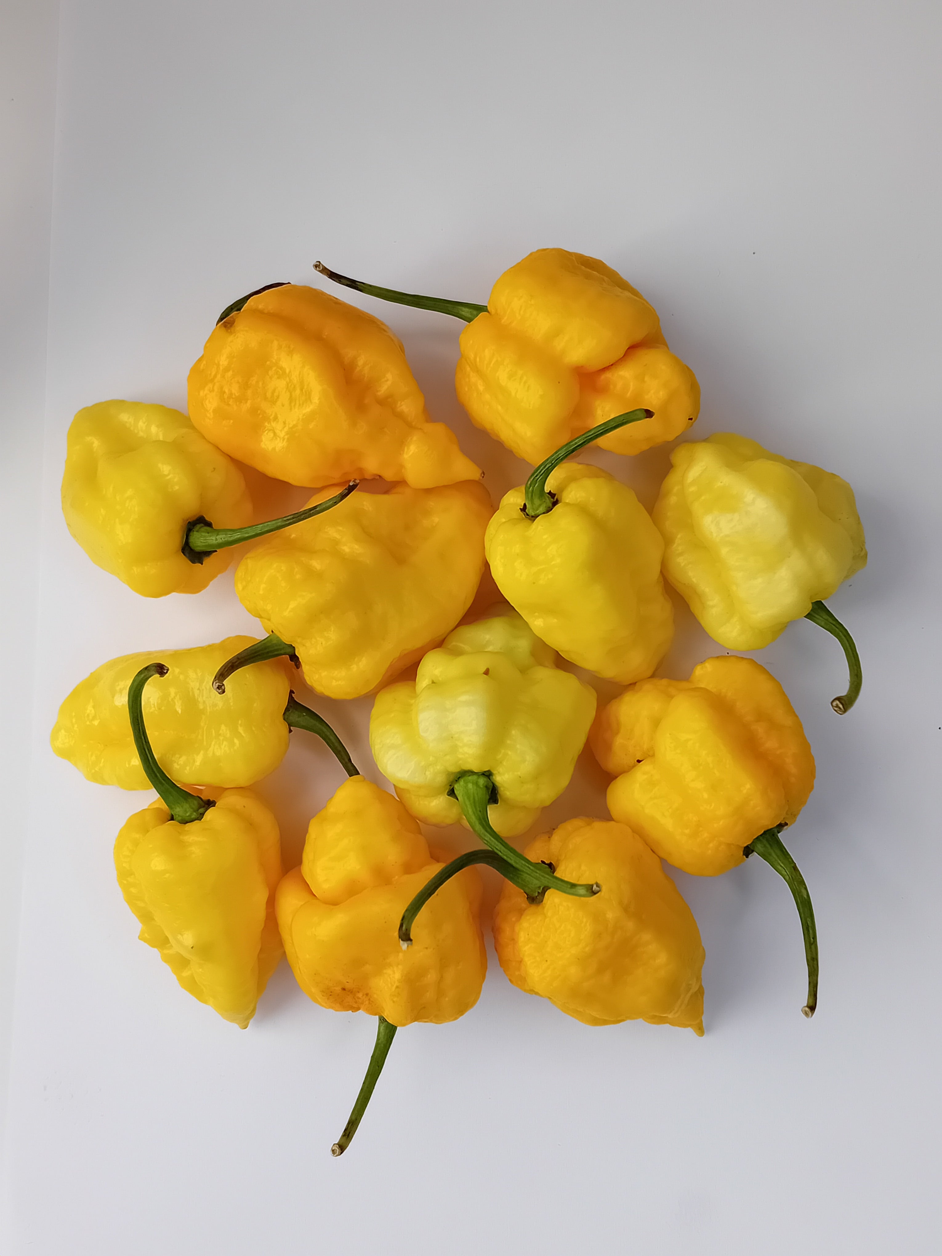 Seminţe Ardei - Nagabrains Yellow