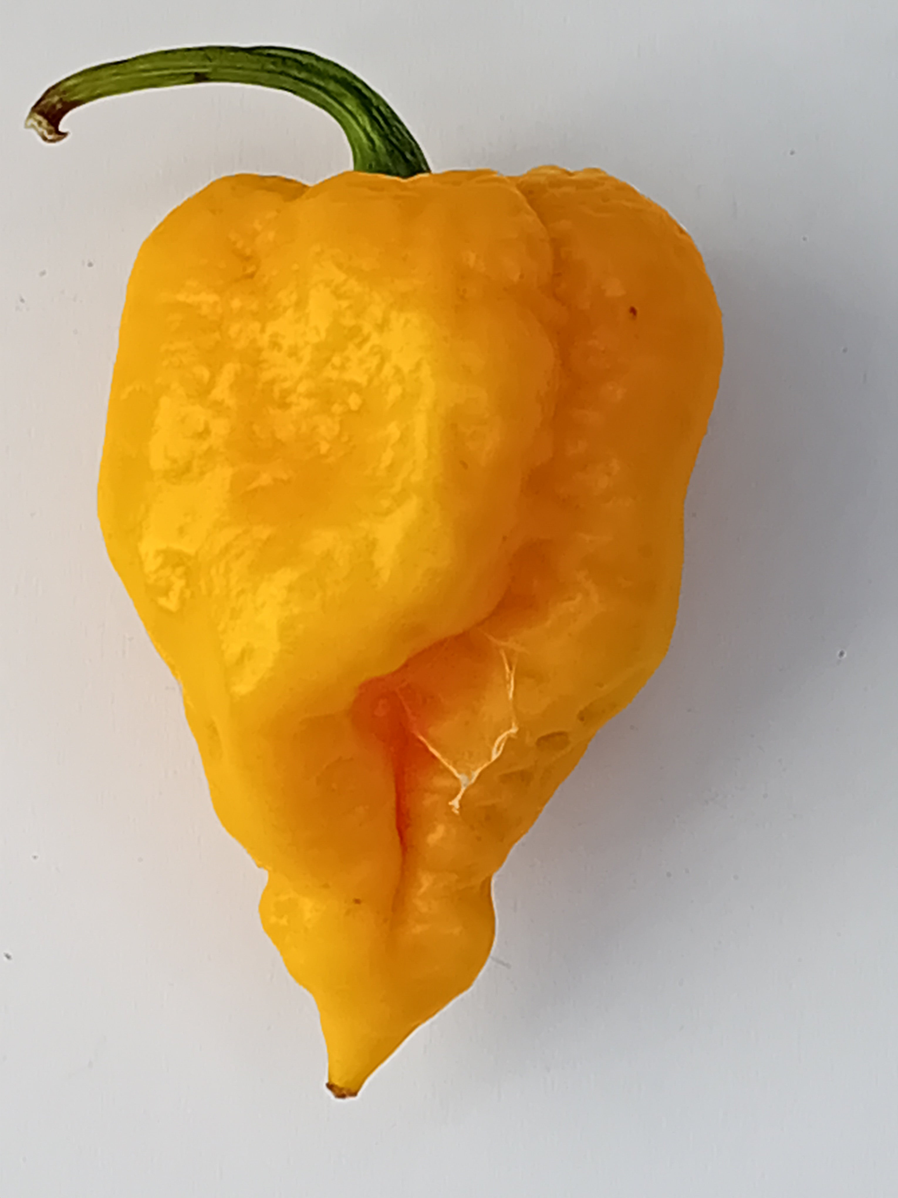 Seminţe Ardei - Nagabrains Yellow