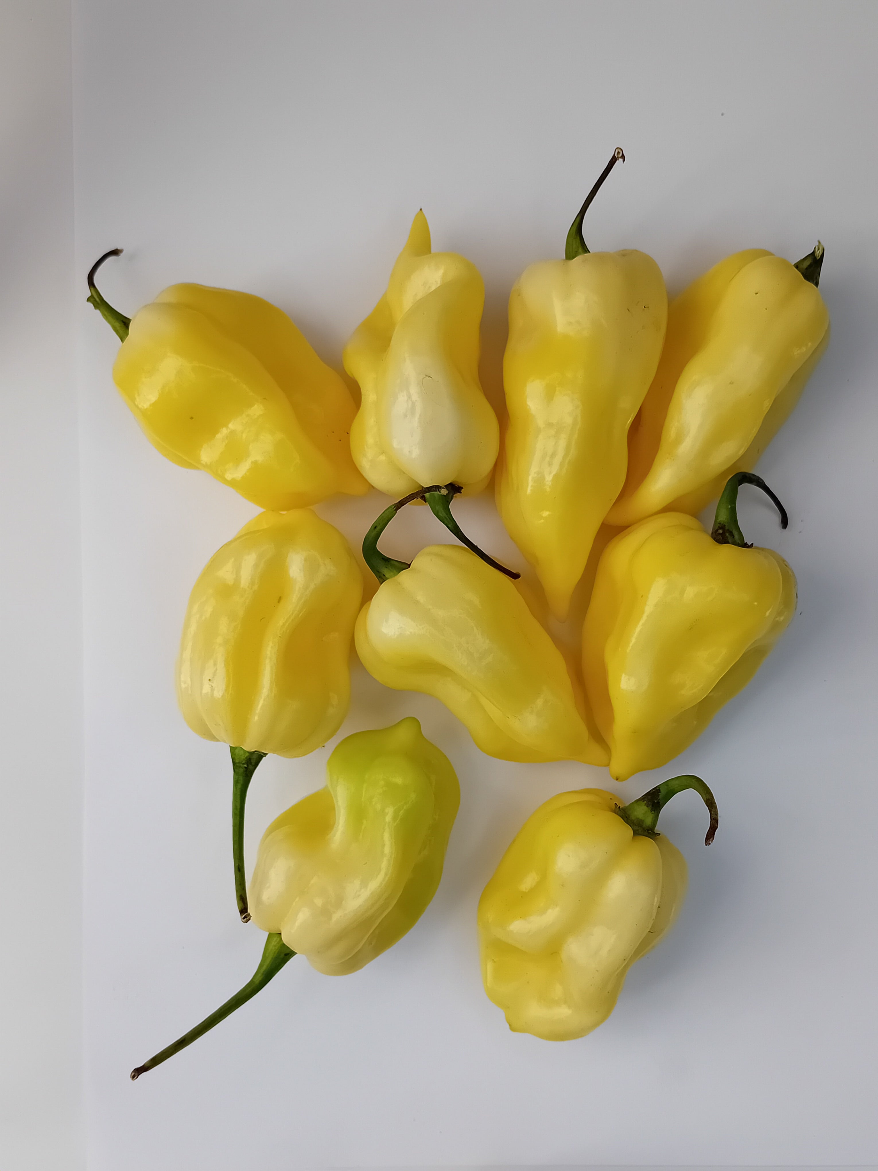 Seminţe Ardei - Naga White