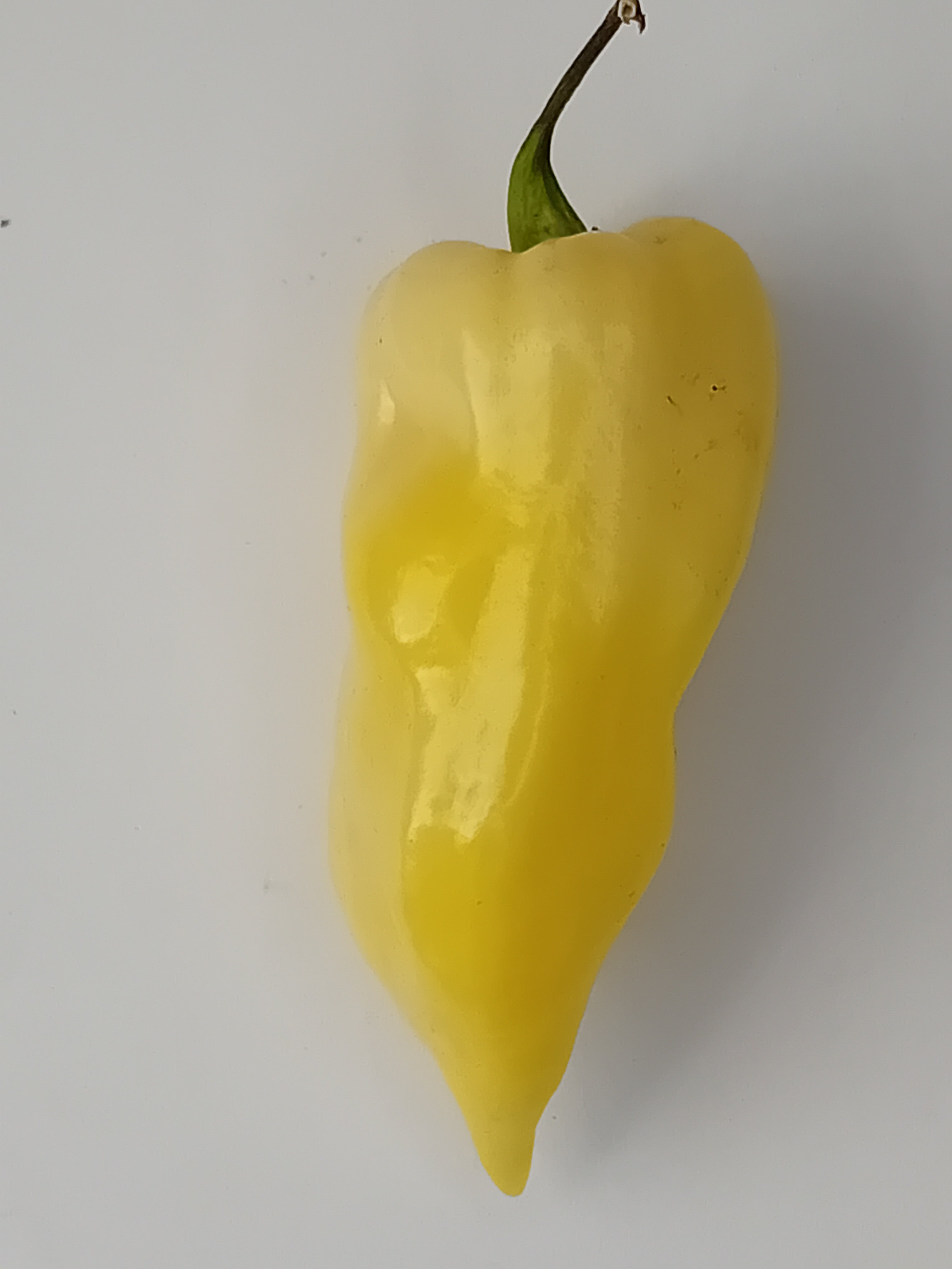 Seminţe Ardei - Naga White