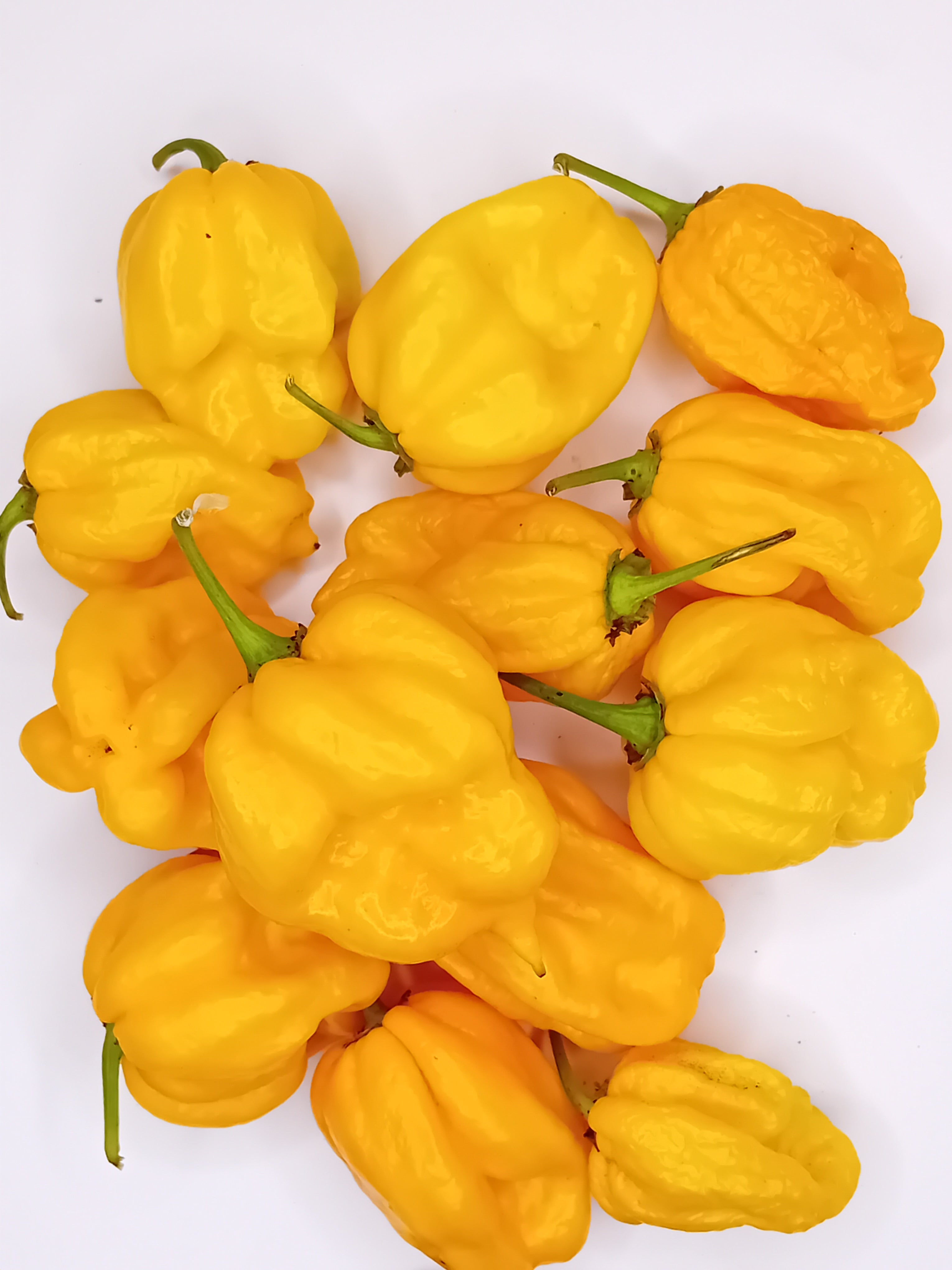 Seminţe Ardei - Jabba The Hutt