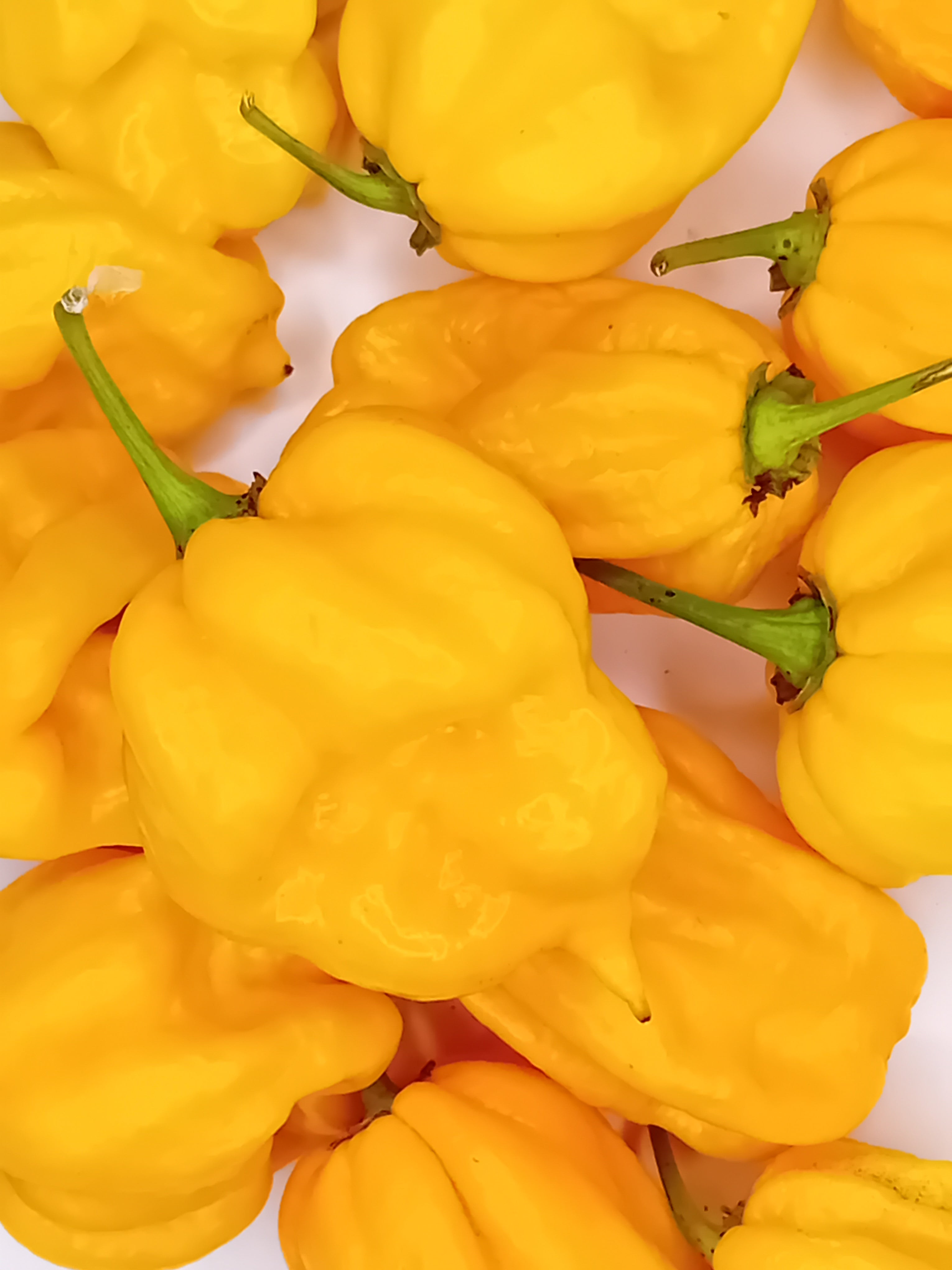 Seminţe Ardei - Jabba The Hutt