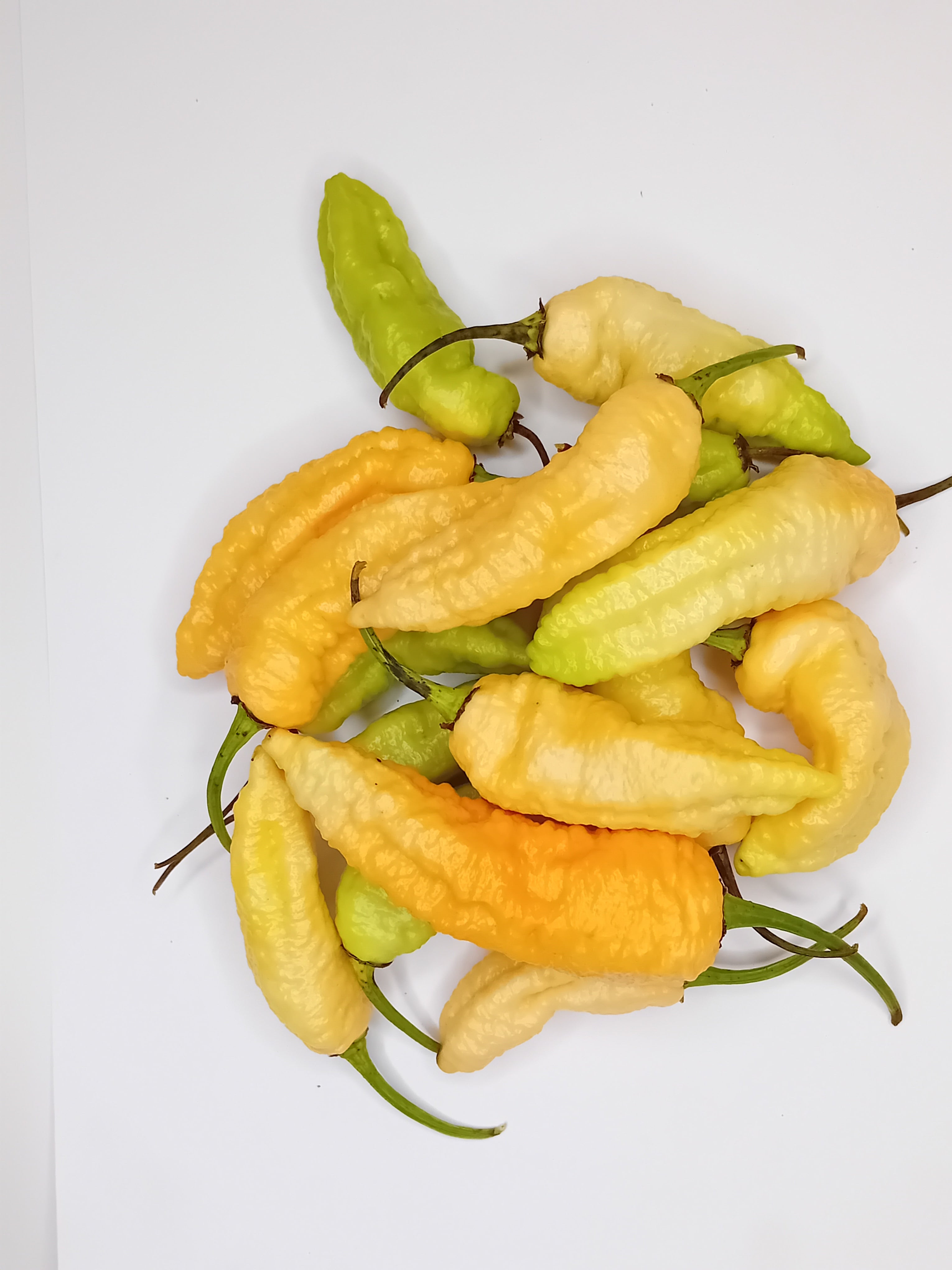 Seminţe Ardei - Jay's Ghost Scorpion Orange