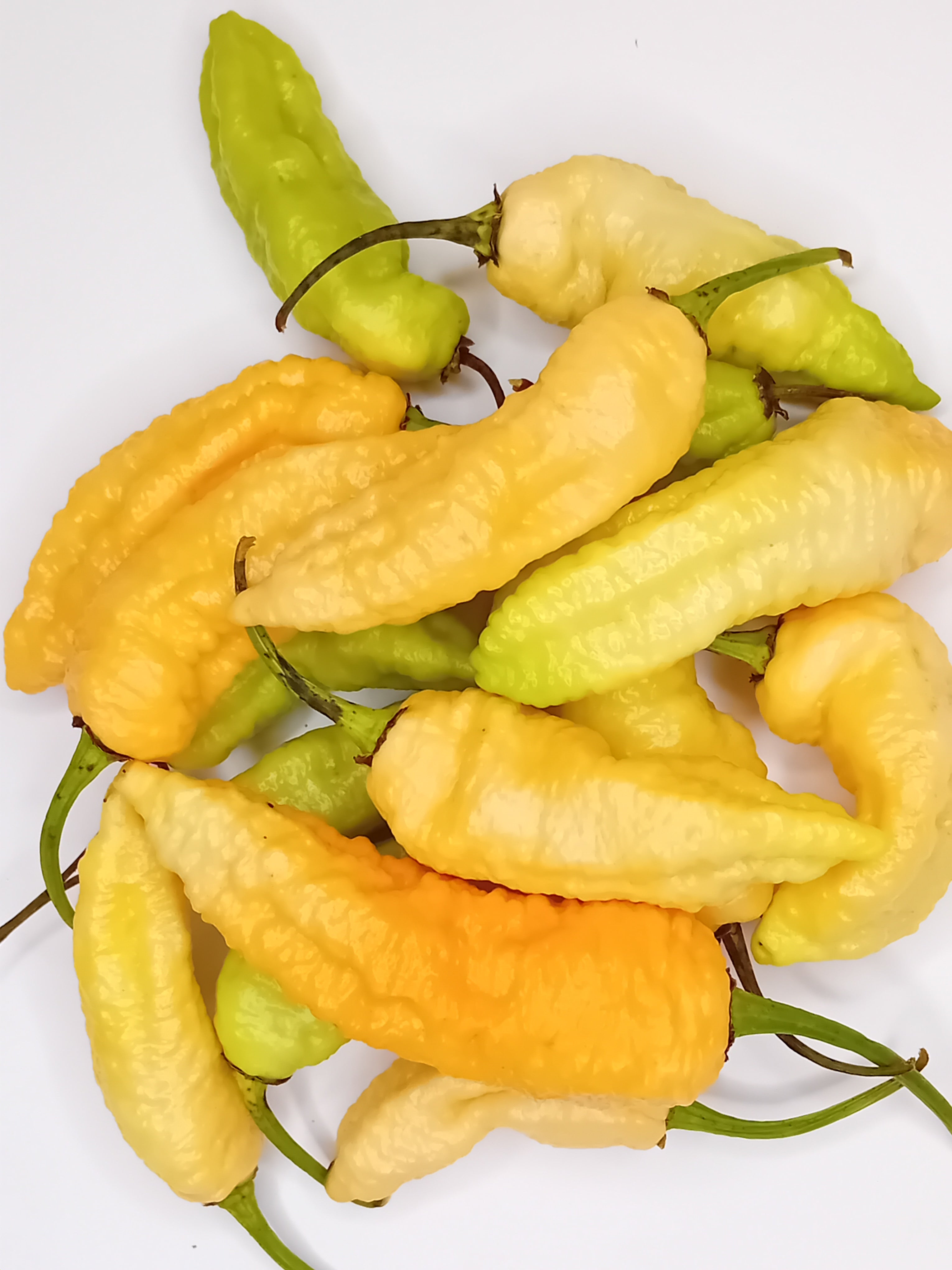 Seminţe Ardei - Jay's Ghost Scorpion Orange