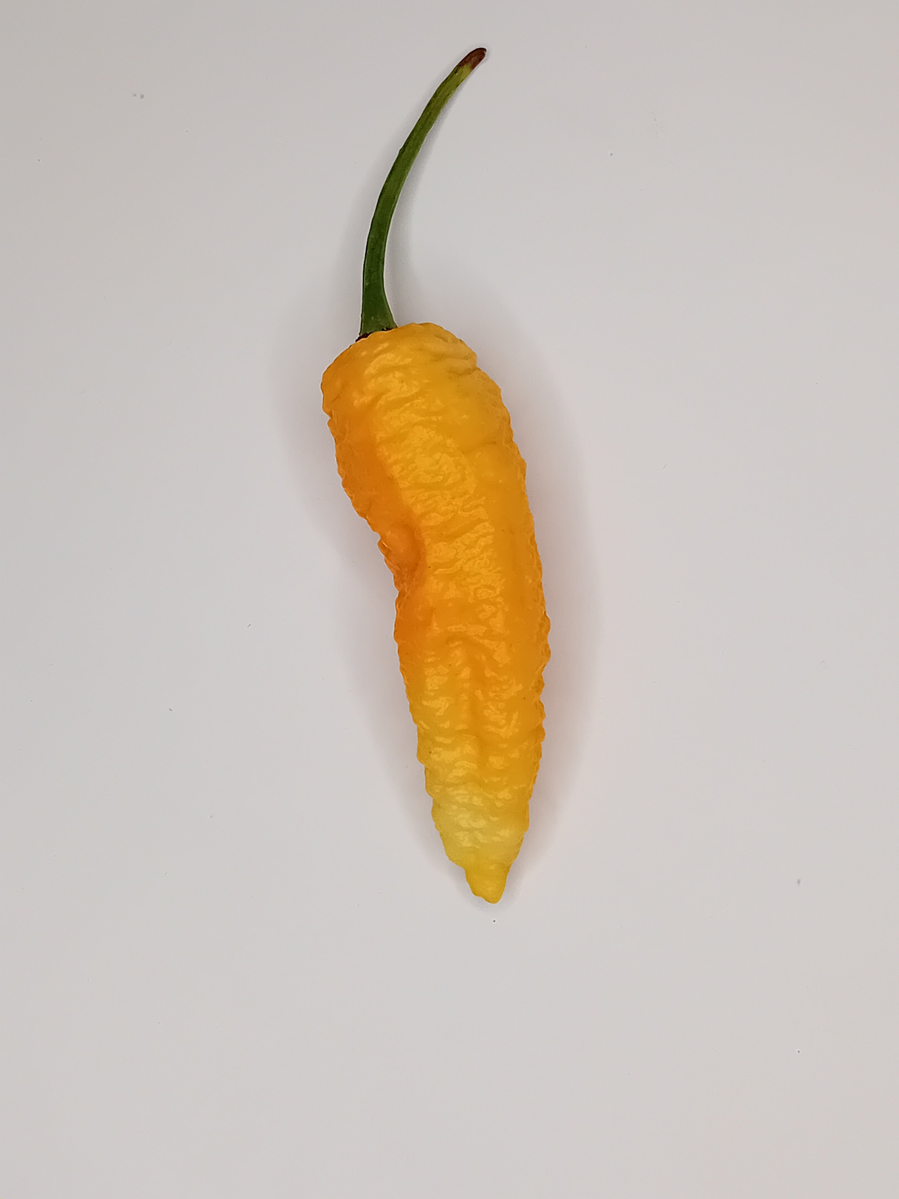 Seminţe Ardei - Jay's Ghost Scorpion Orange