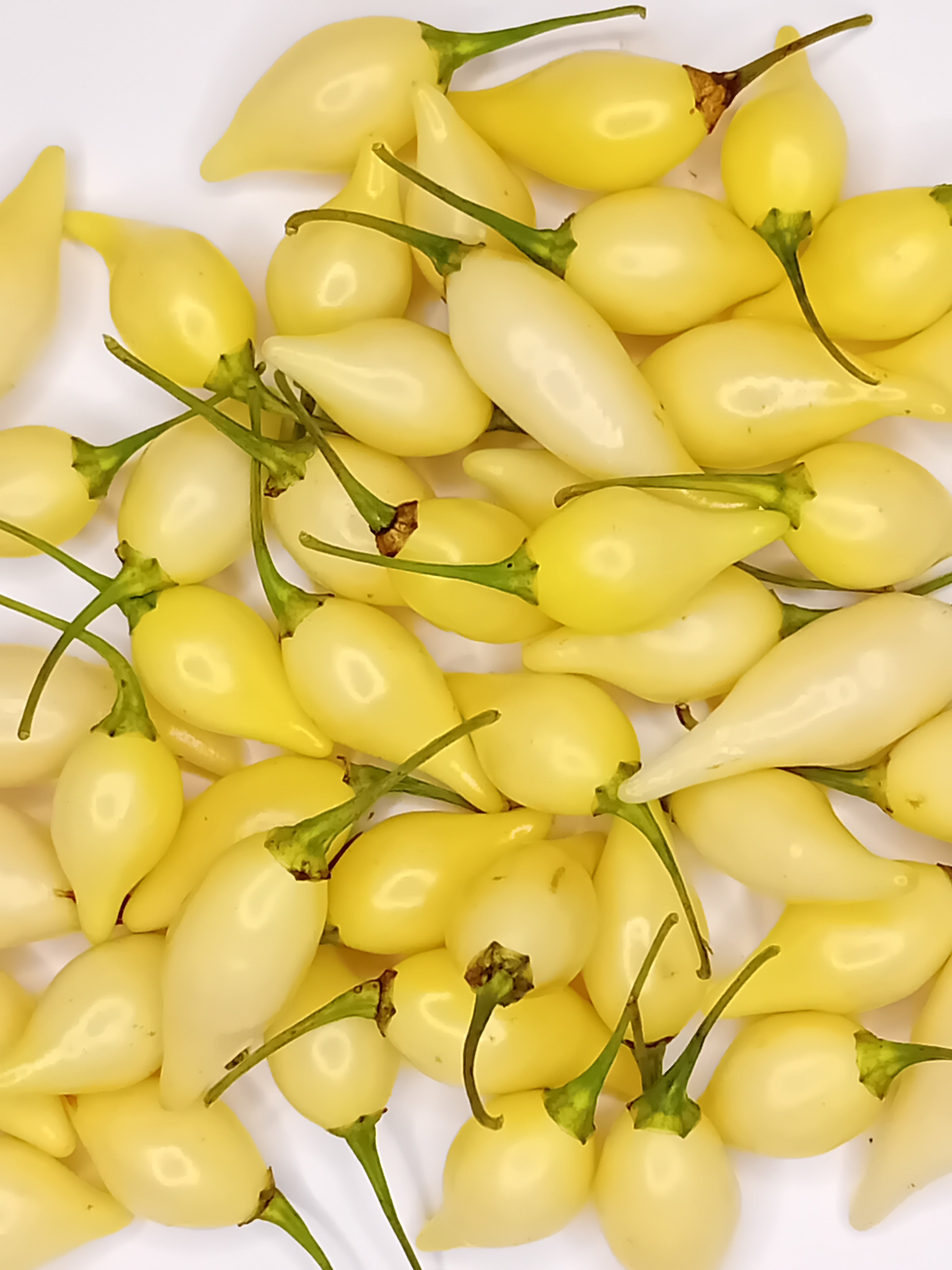 Răsad Ardei - Biquinho White