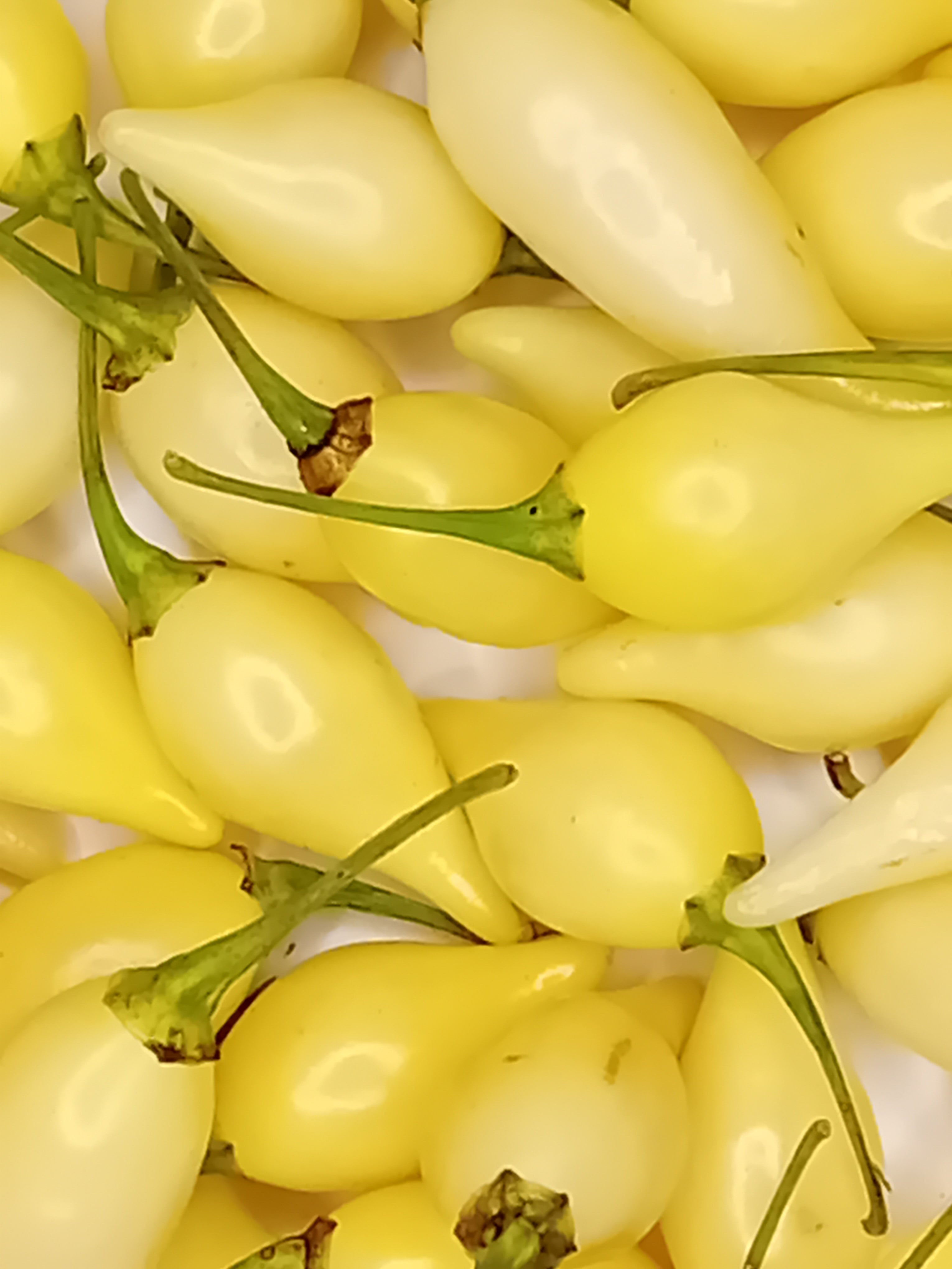 Răsad Ardei - Biquinho White