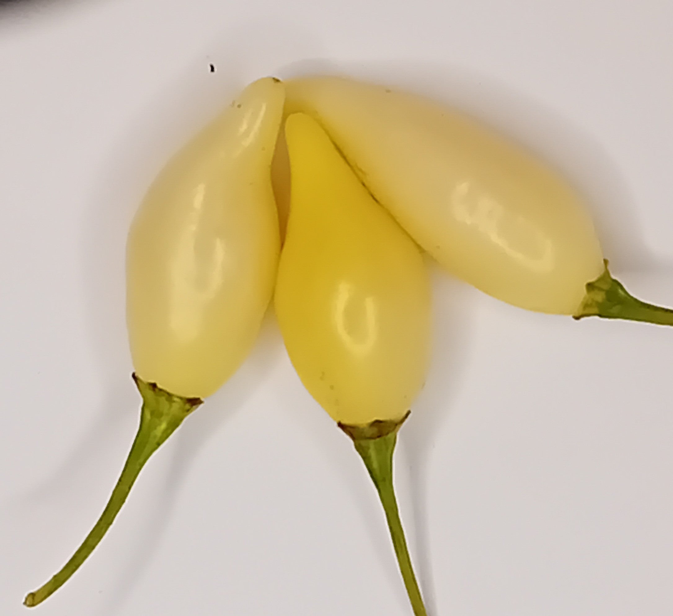 Răsad Ardei - Biquinho White