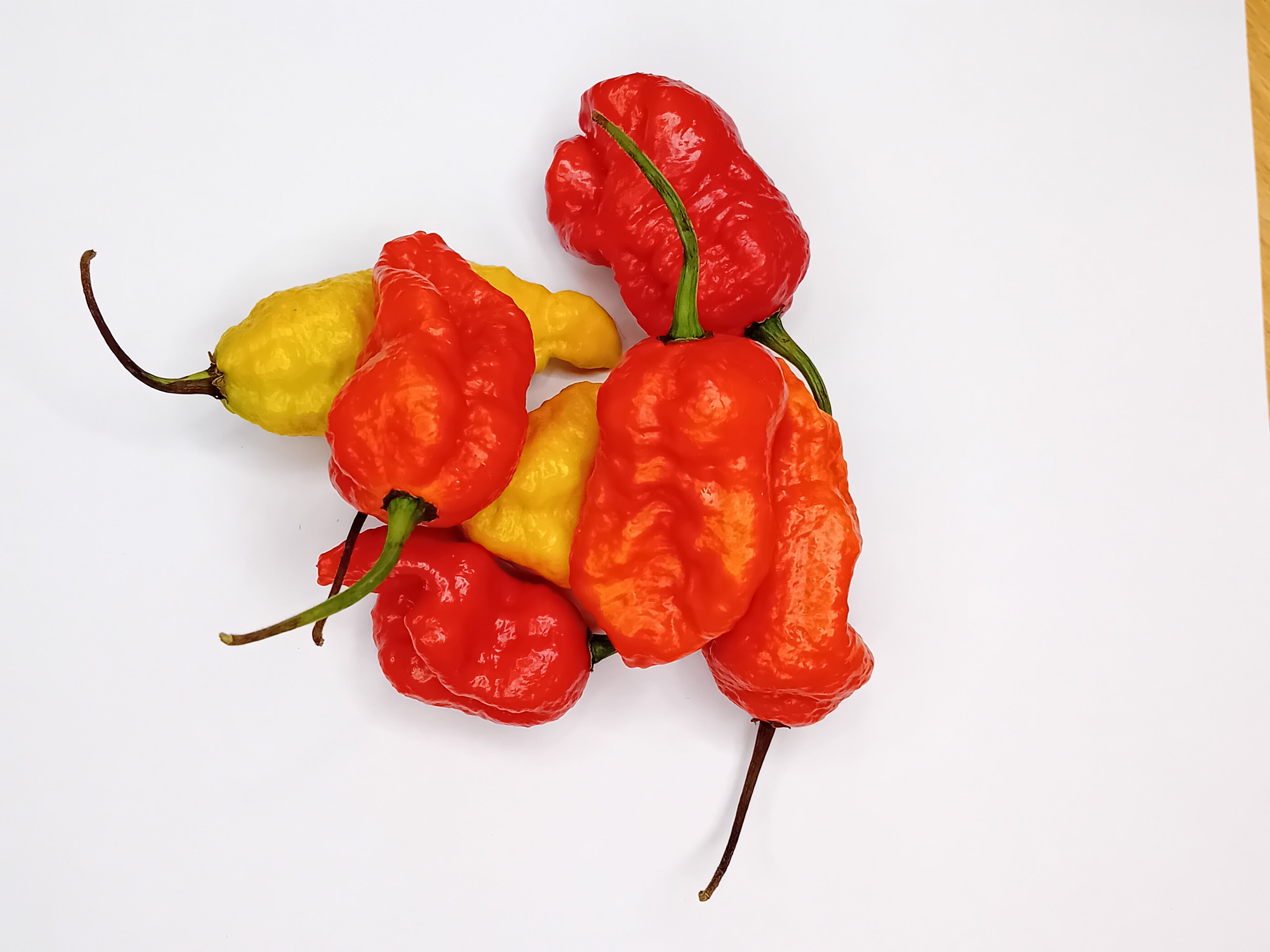 Pepper Seedling - Genghis Khan Brain