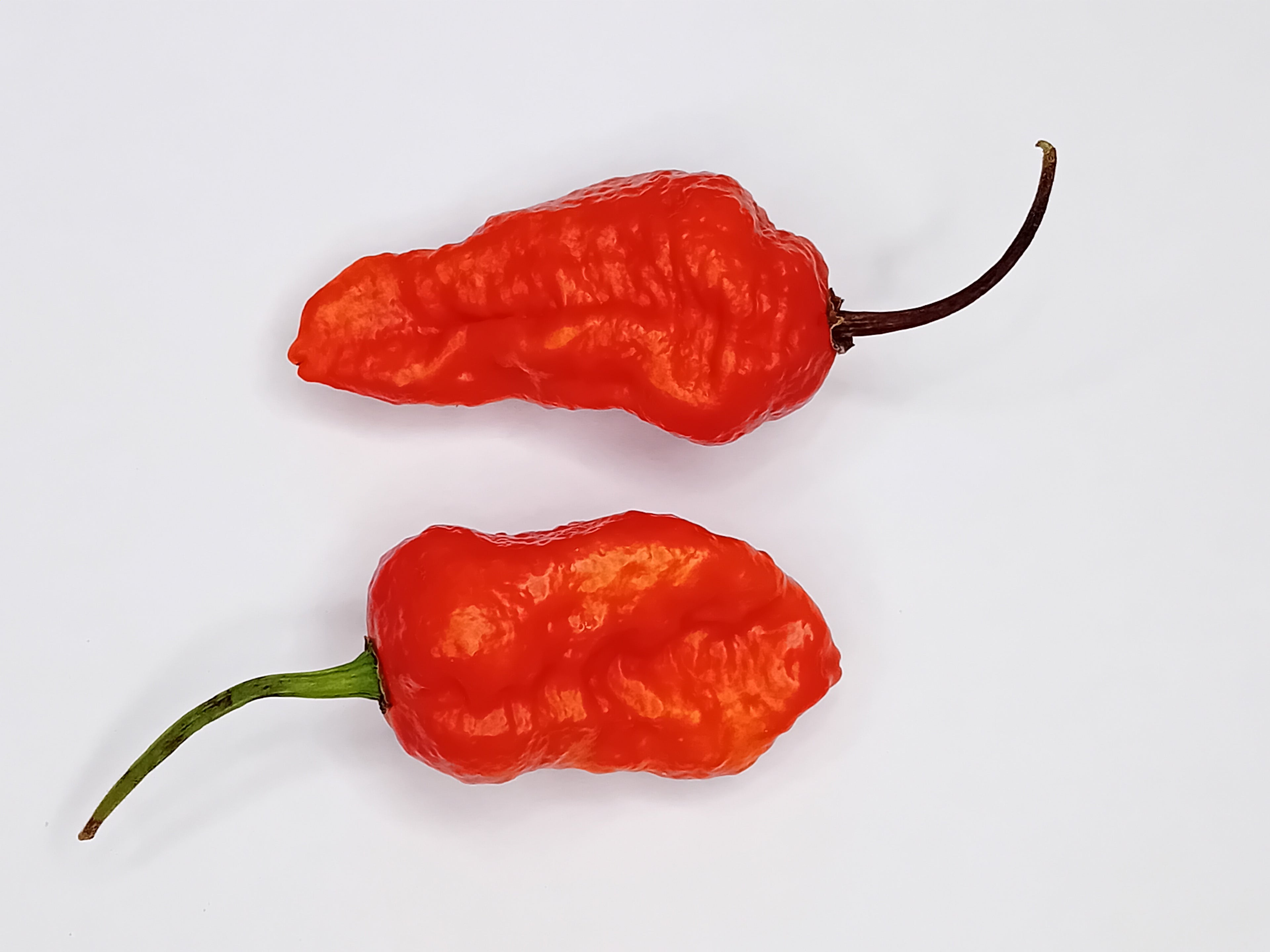 Pepper Seedling - Genghis Khan Brain