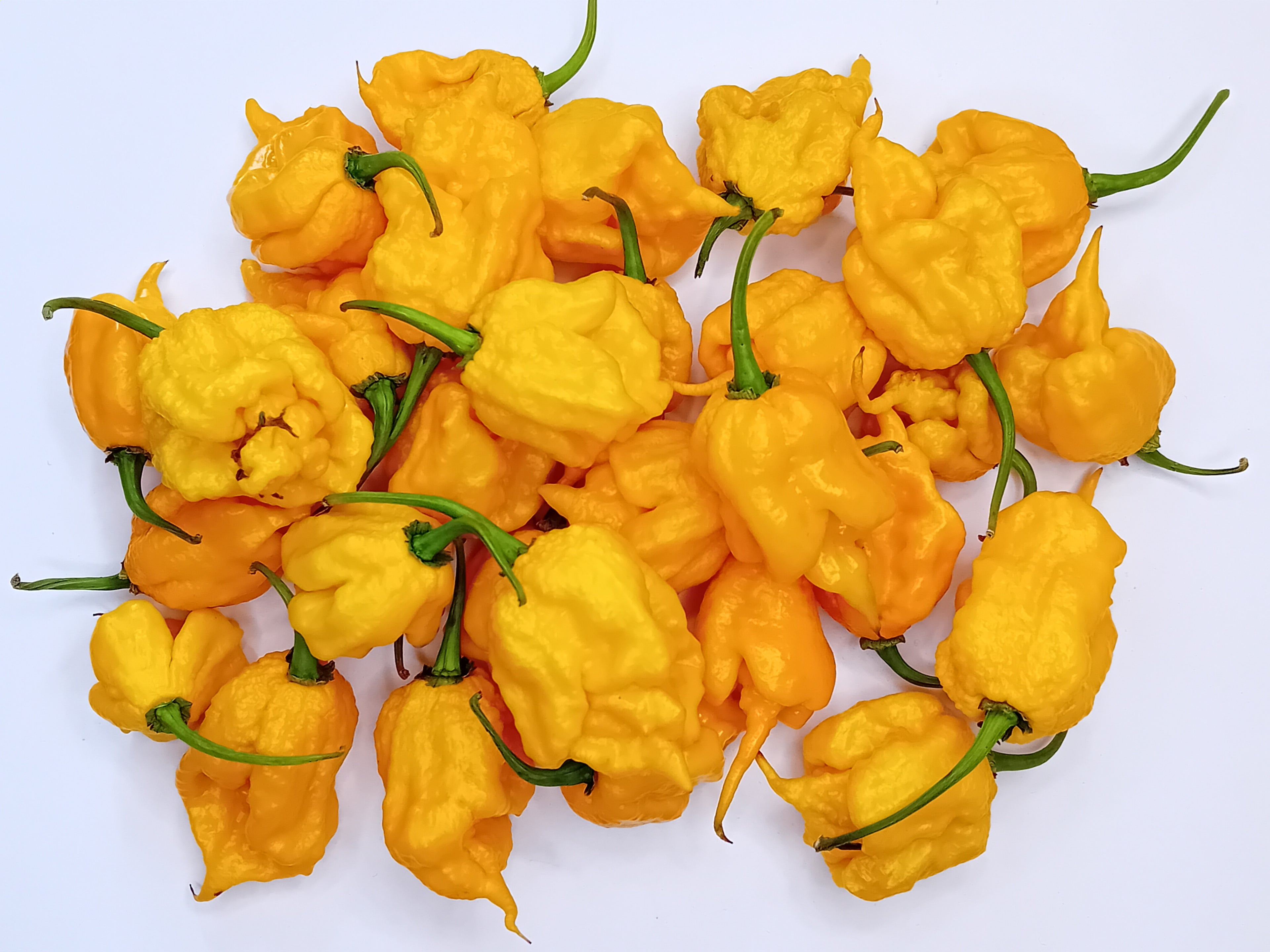 Seminţe Ardei - Carolina Reaper Orange